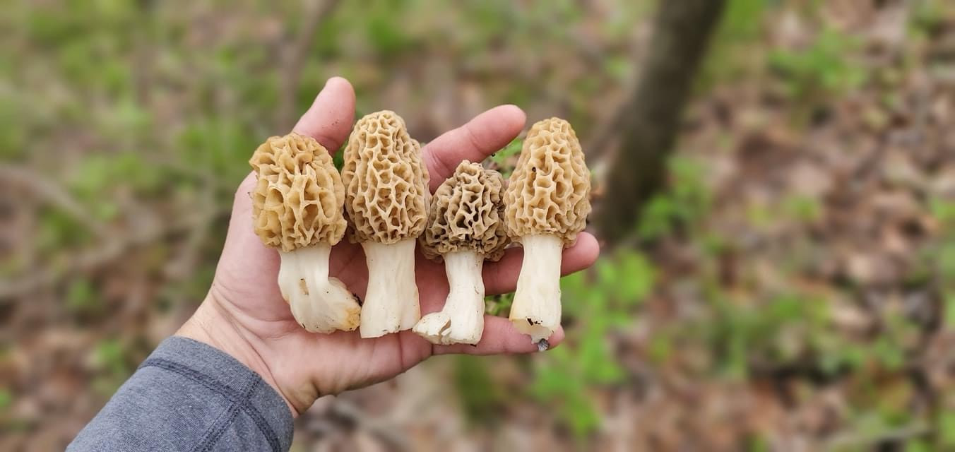 Visit Missouri Articles Morel Mania in Missouri