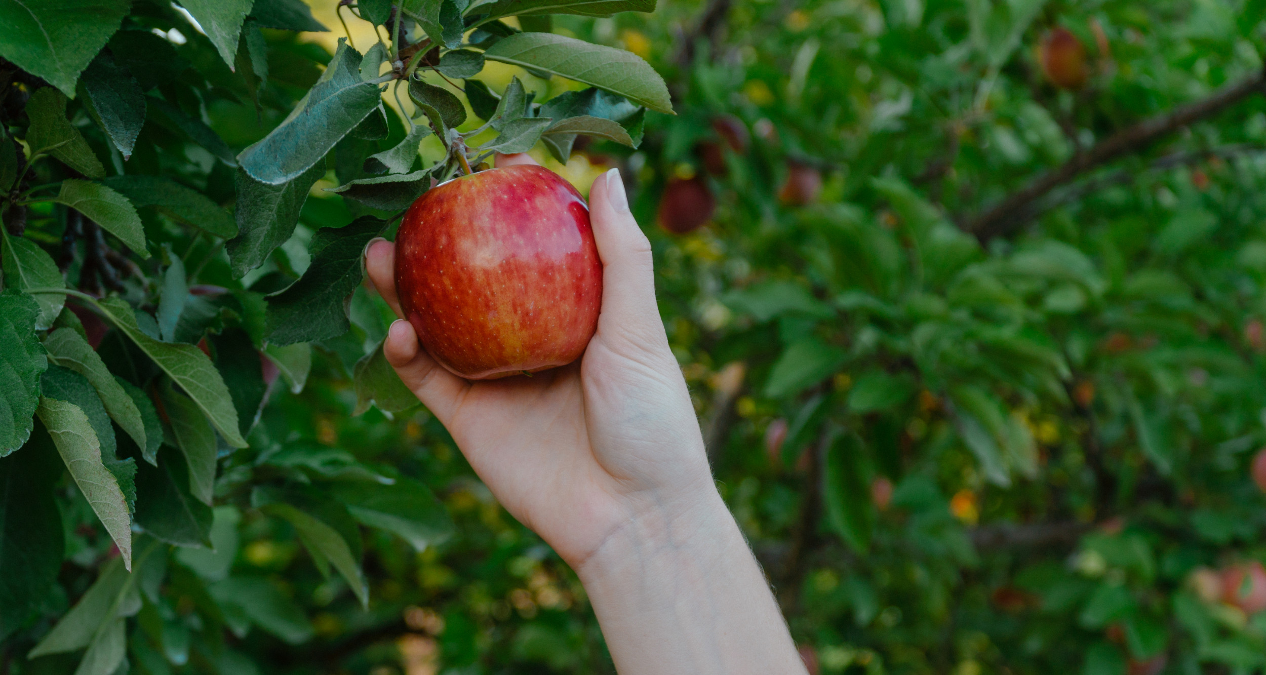 Autumn is Apple Time in Missouri
