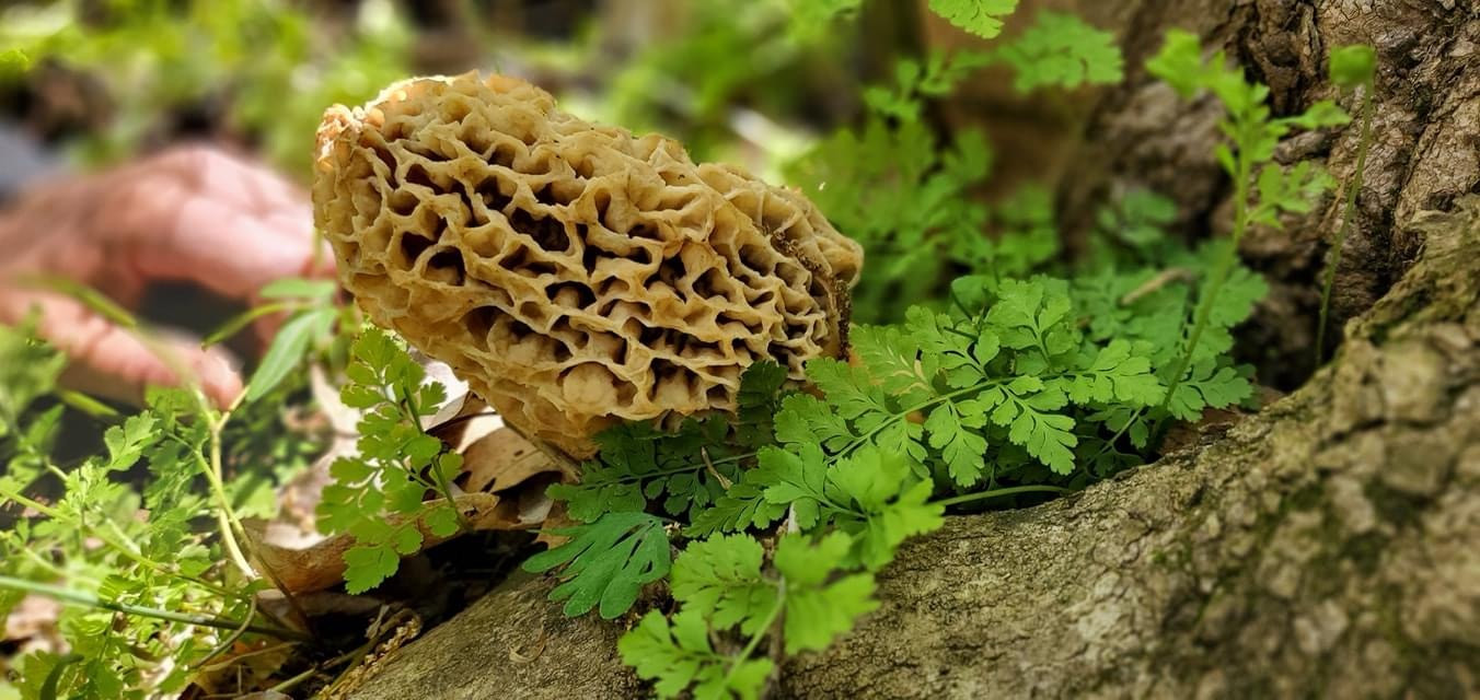 Visit Missouri Articles Morel Mania in Missouri