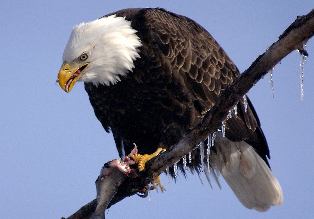 Visit Missouri Articles Bald Eagles Put on a Show in Missouri