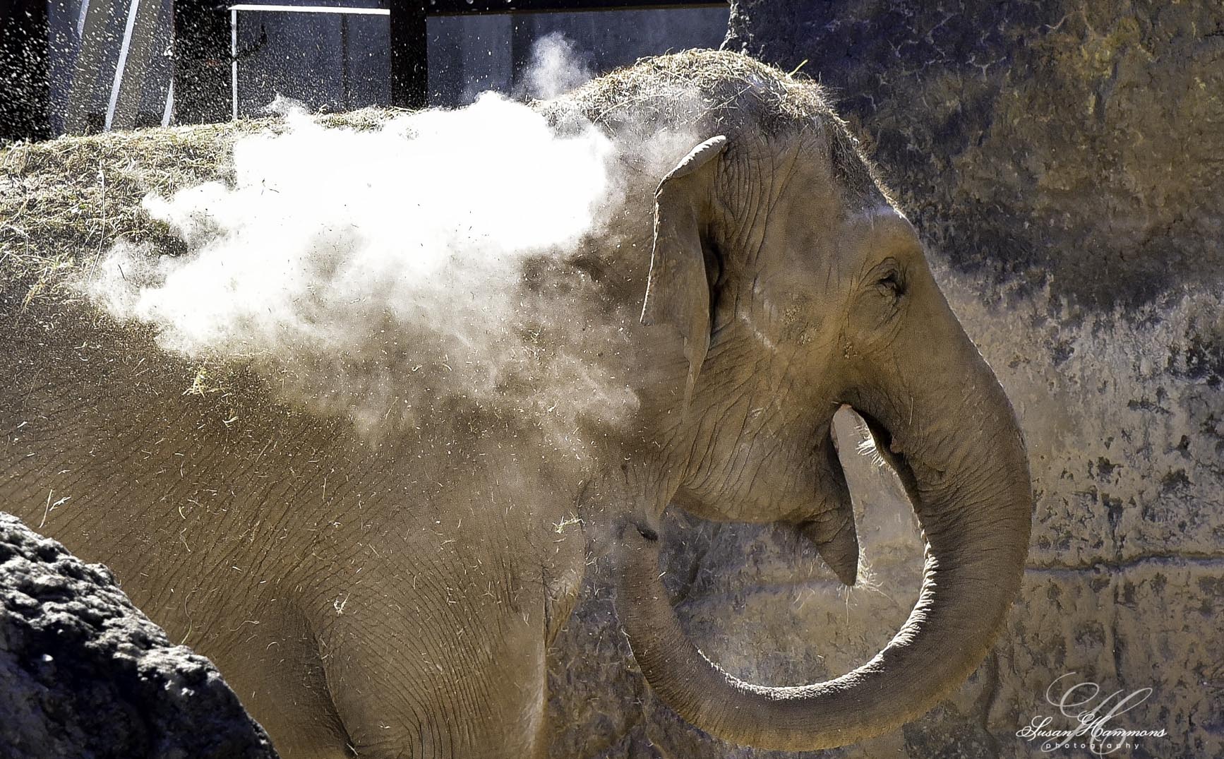 Asian Elephant