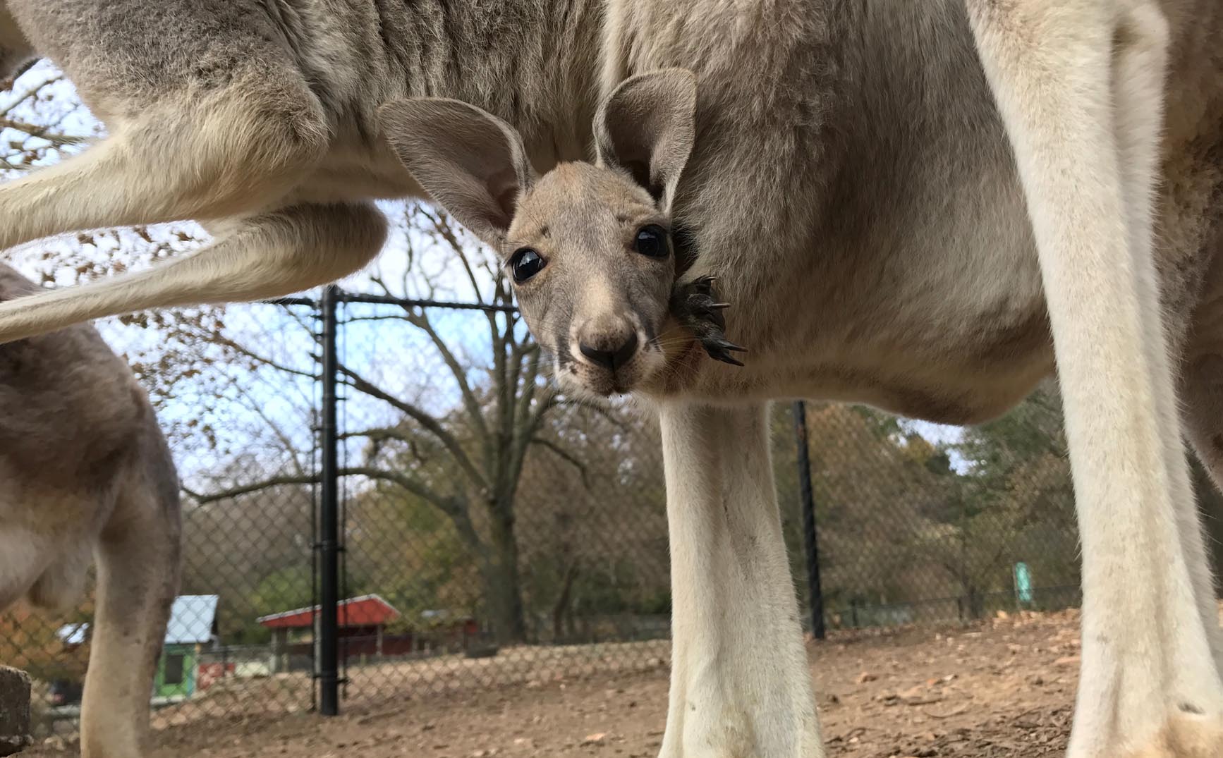 Peek a Roo