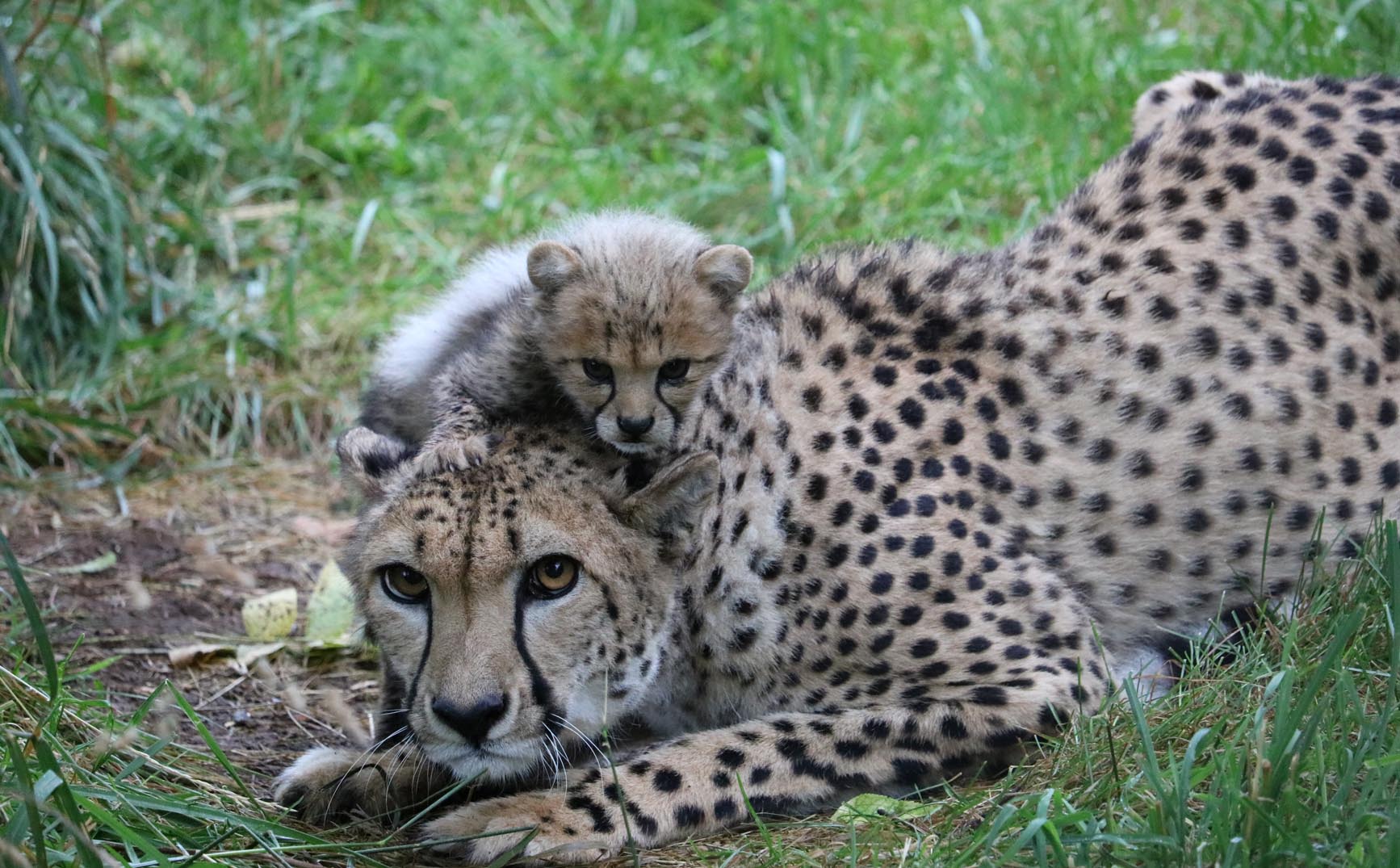 Cheetah mom & cub