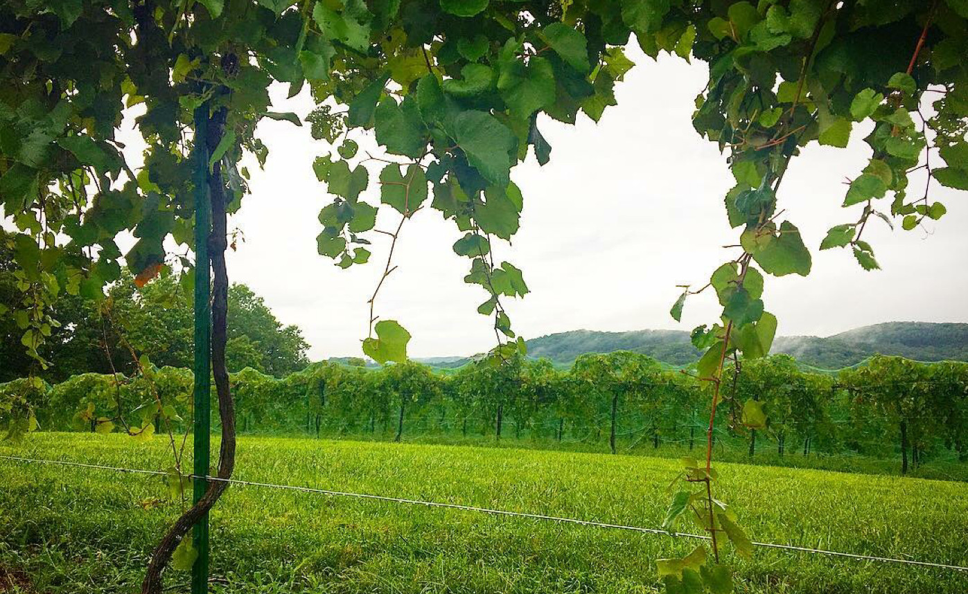 APW Norton Vineyards