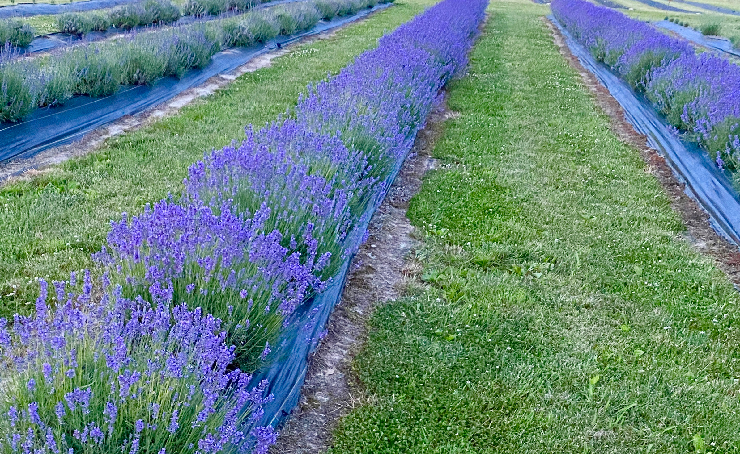 Folgate lavender in bloom, June 2020
