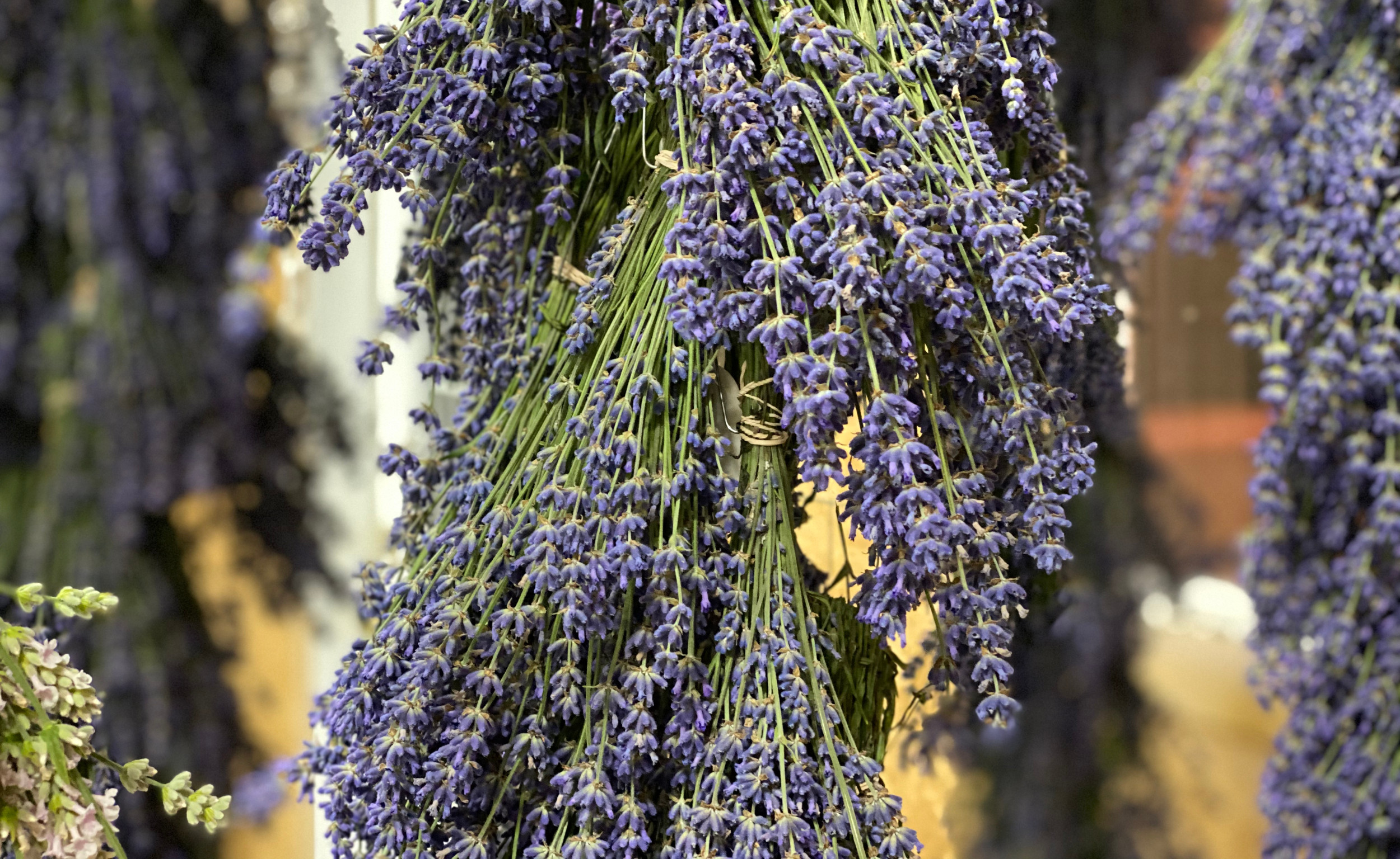 Lavender drying in the barn