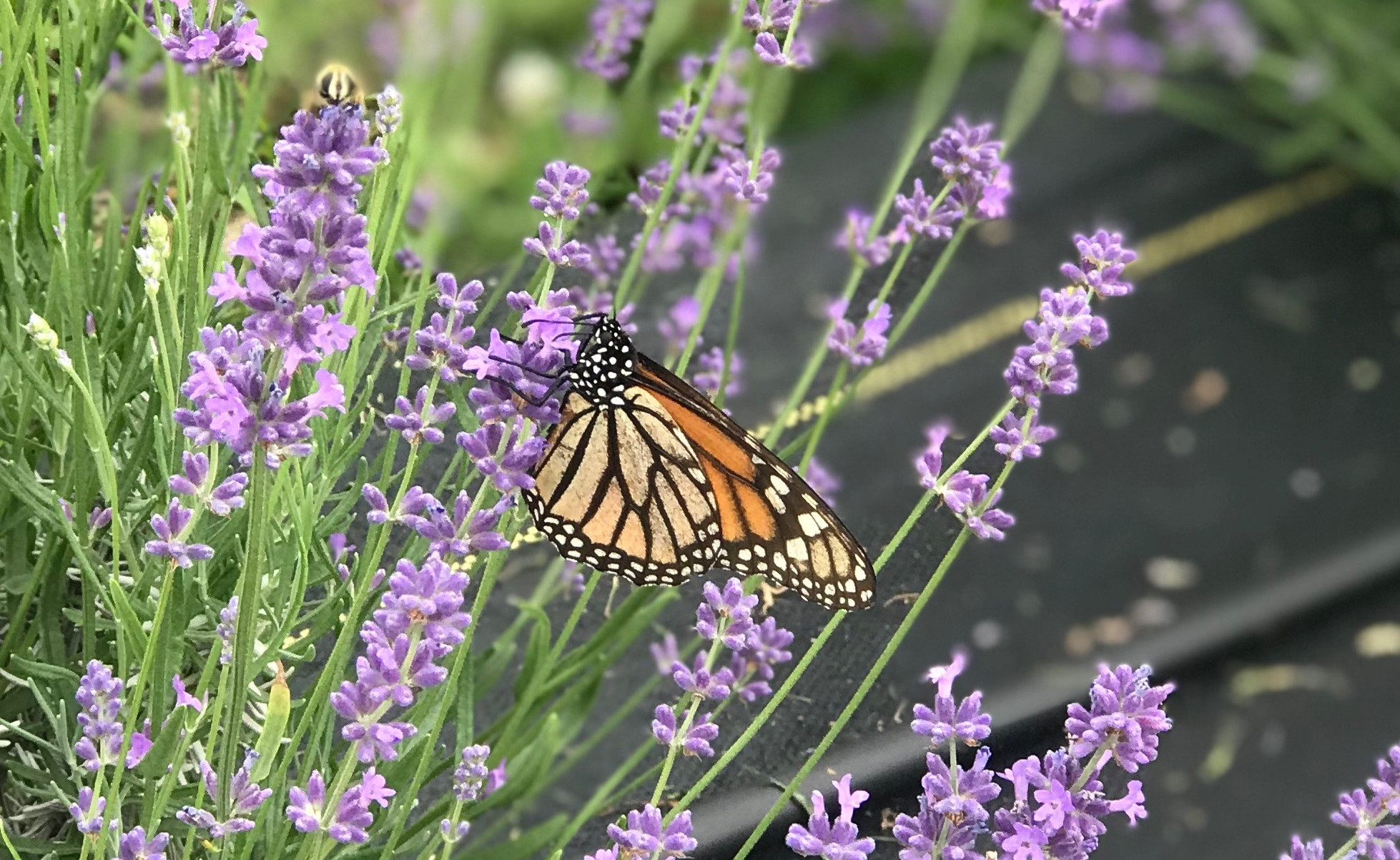 Pollinators love the lavender!