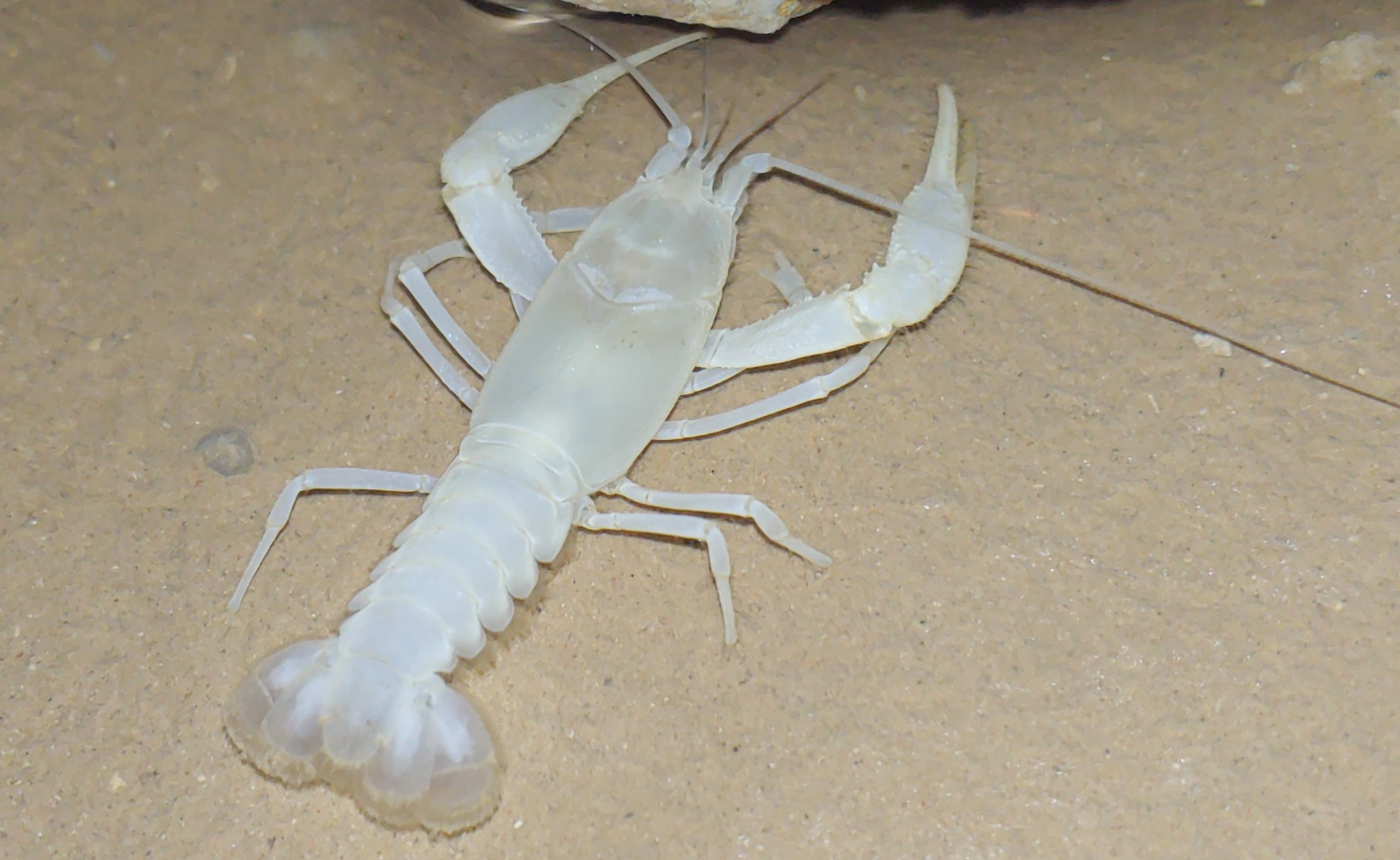 Bristly Cave Crayfish is a rare treat to see during a cave tour!
