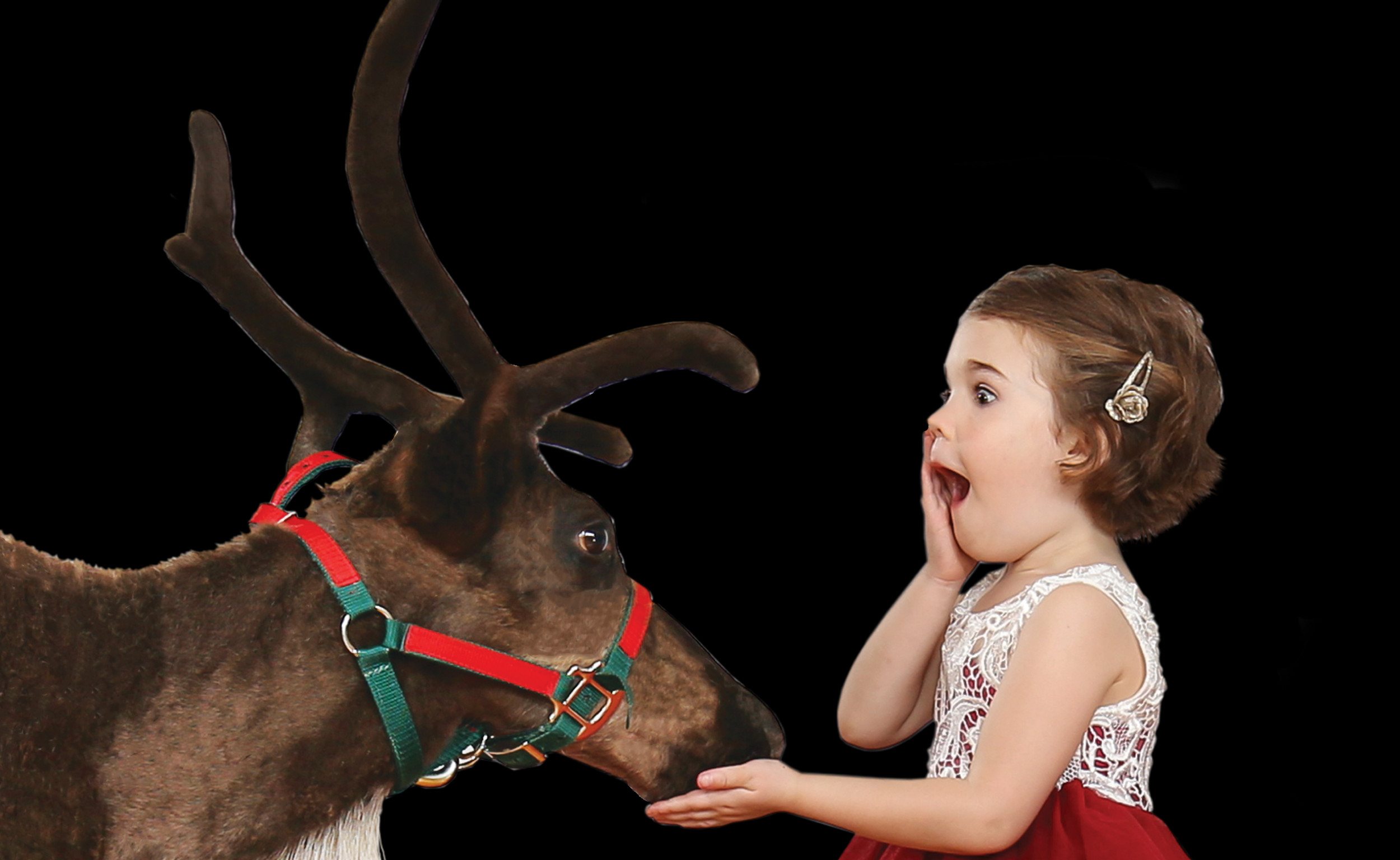 Reindeer at Promised Land Zoo