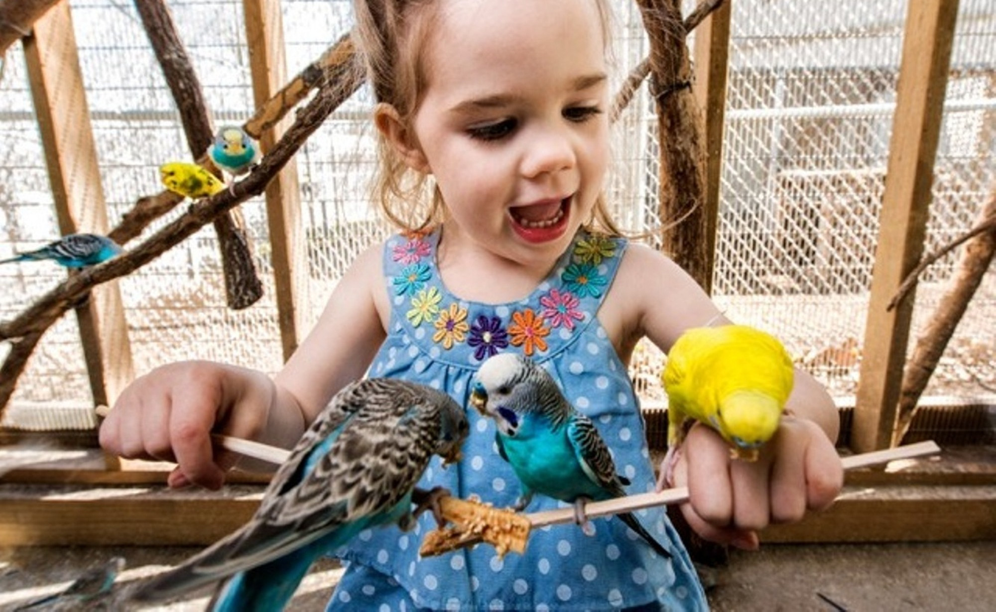 Parakeet Paradise Is a Colorful Experience at Promised Land Zoo