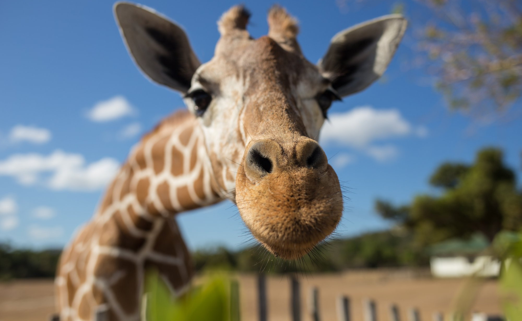 "Hello" from Mace the Giraffe at Branson's Promise Land Zoo