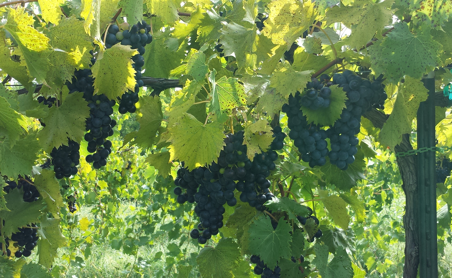 Chambourcin