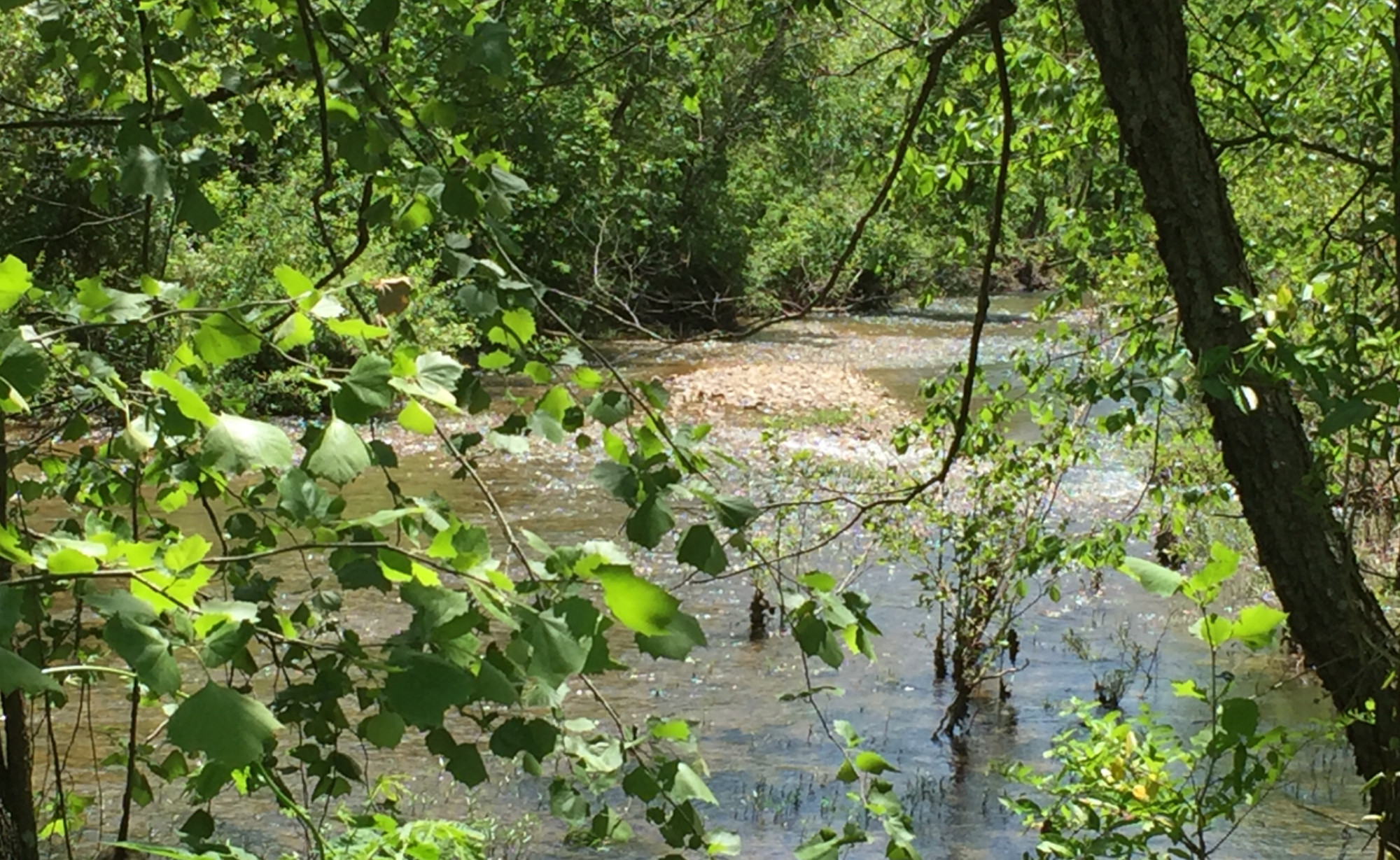 East Fork at Franklins