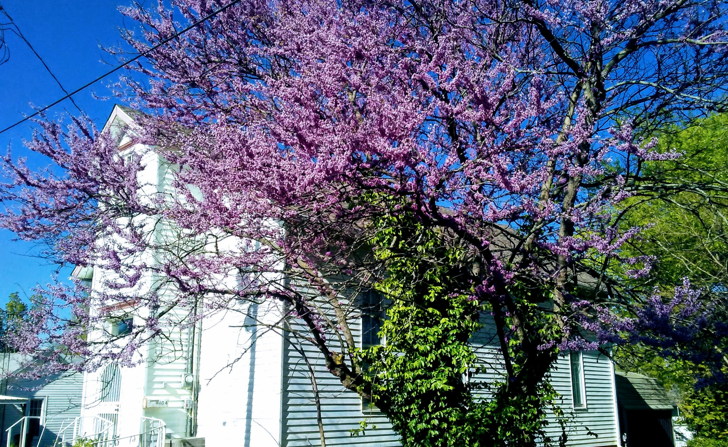 Museum seen through Red Bud tree in bloom