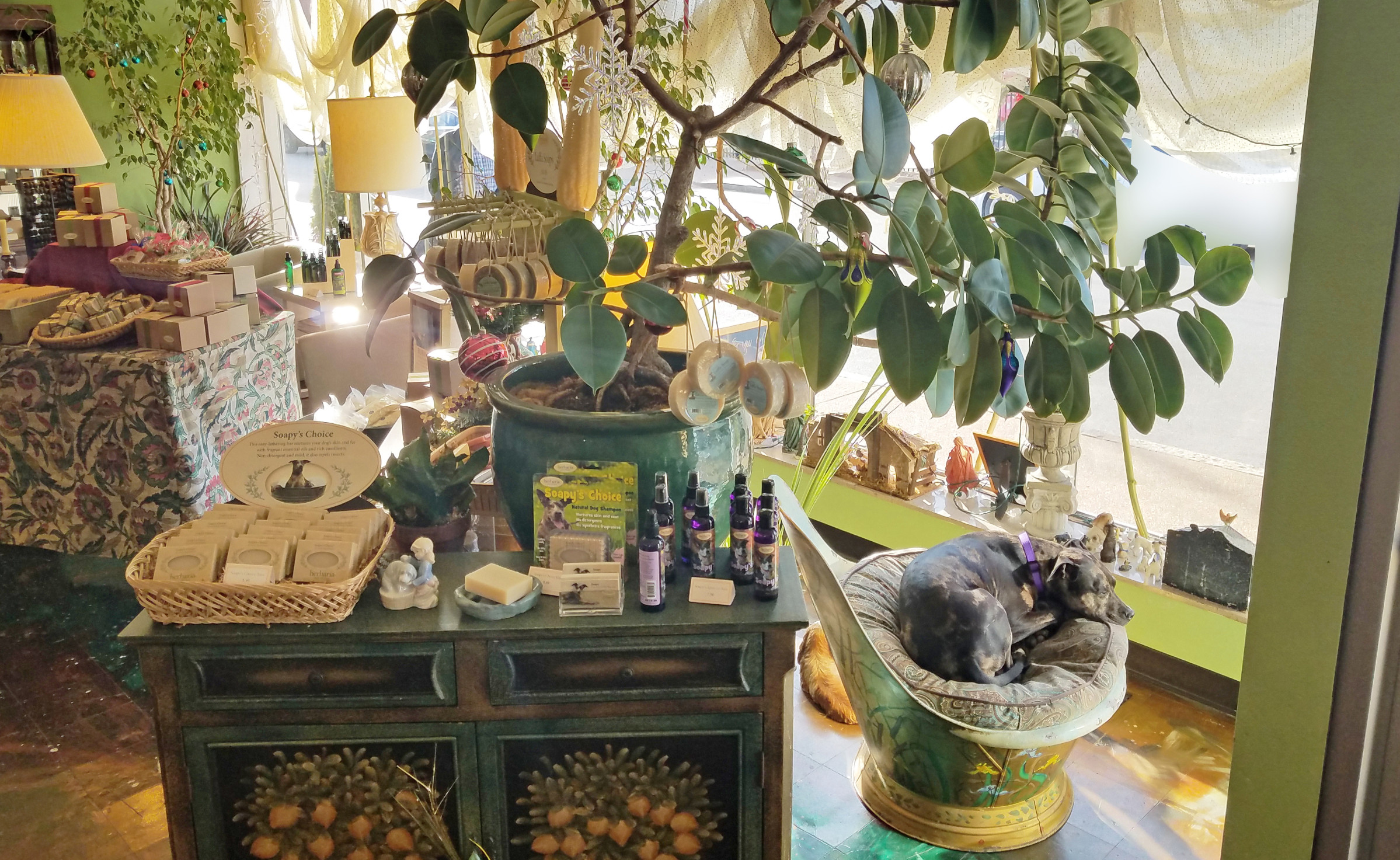 Soapy on her throne in the shop window- passersby cannot pass her by.