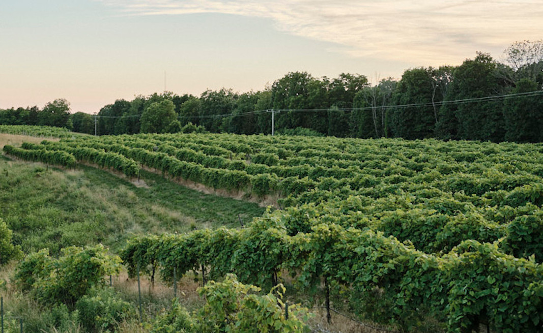 We tend our grapes at Little Mountain Vineyard, one of the best vineyard sites in the entire state of Missouri.