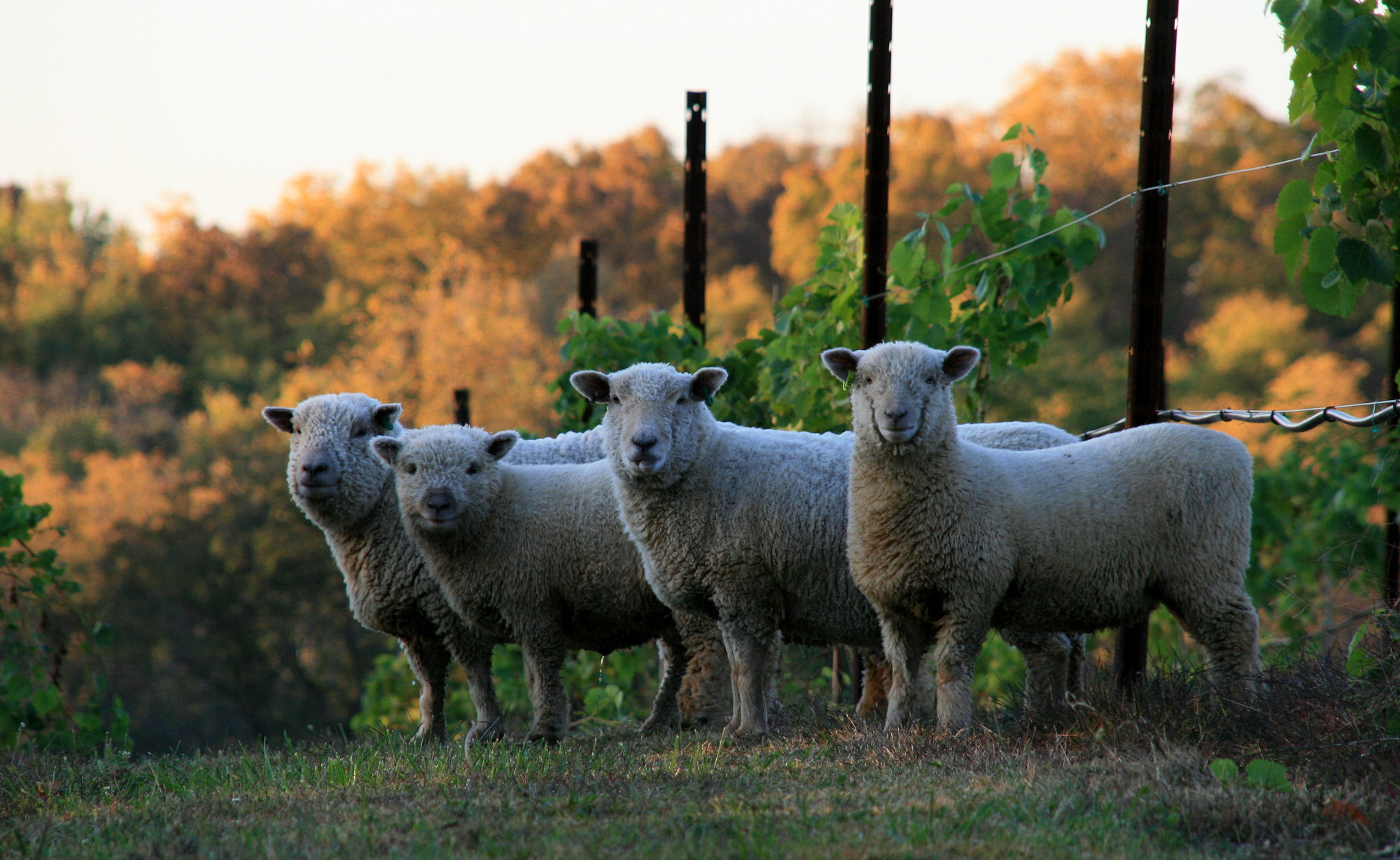 Jowler Creek Winery is Missouri's First Green Winery and uses sustainable practices such as solar power to make our wine, sheep to control weeds, and chickens to reduce insects in our on-site vineyard..