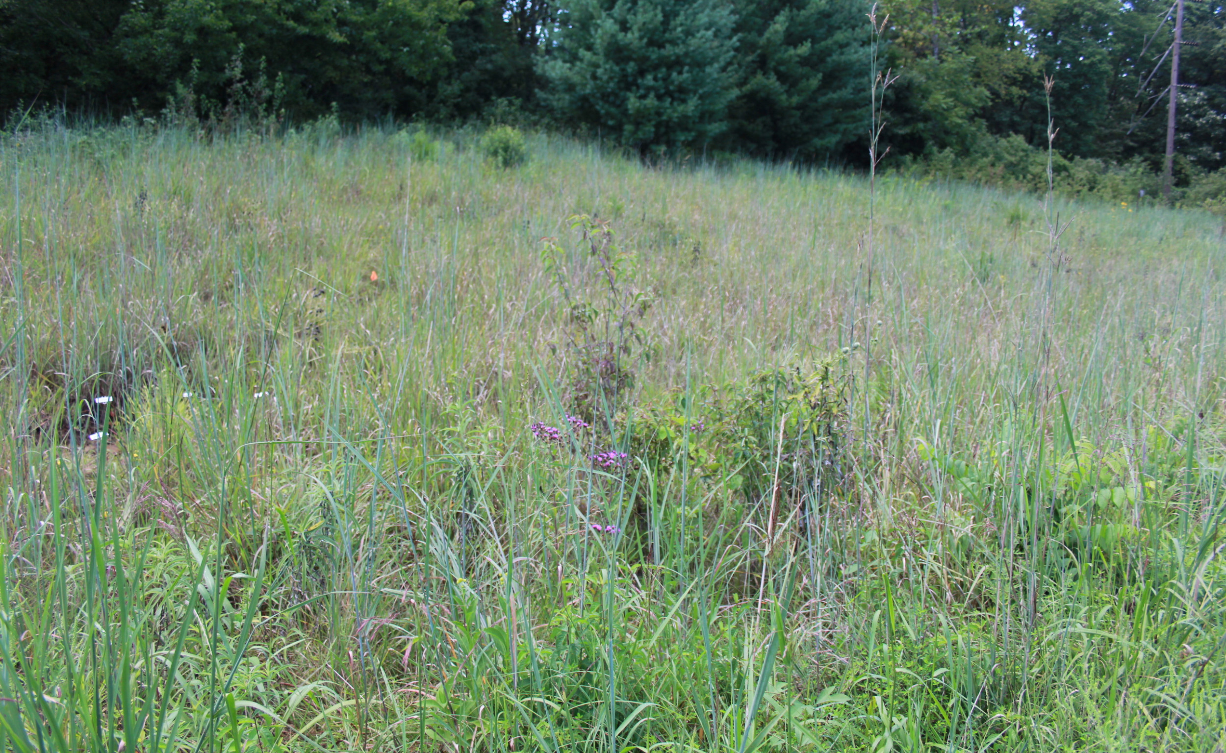 Visit a Glade Habitat