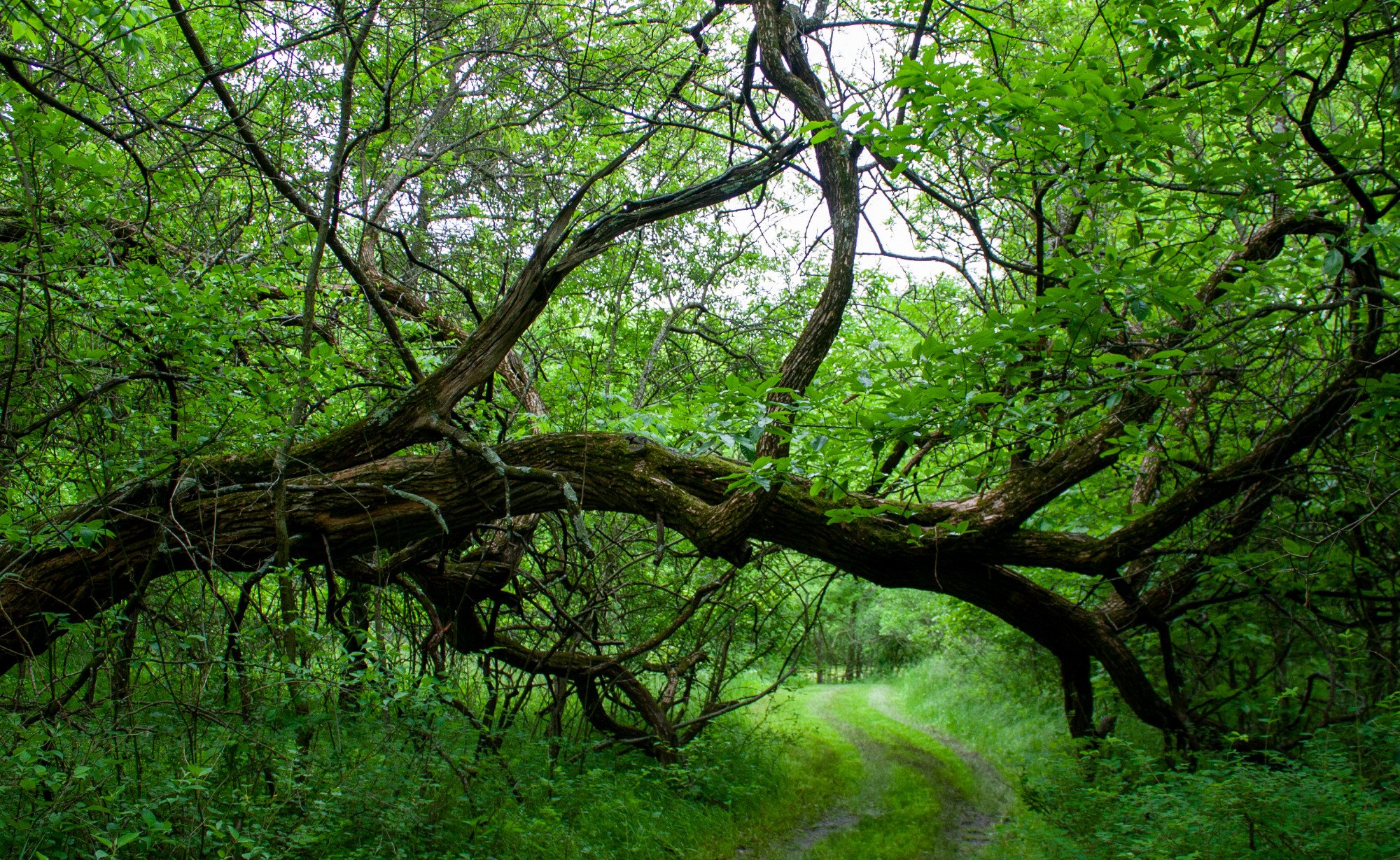 Byron Shutz Nature Trail