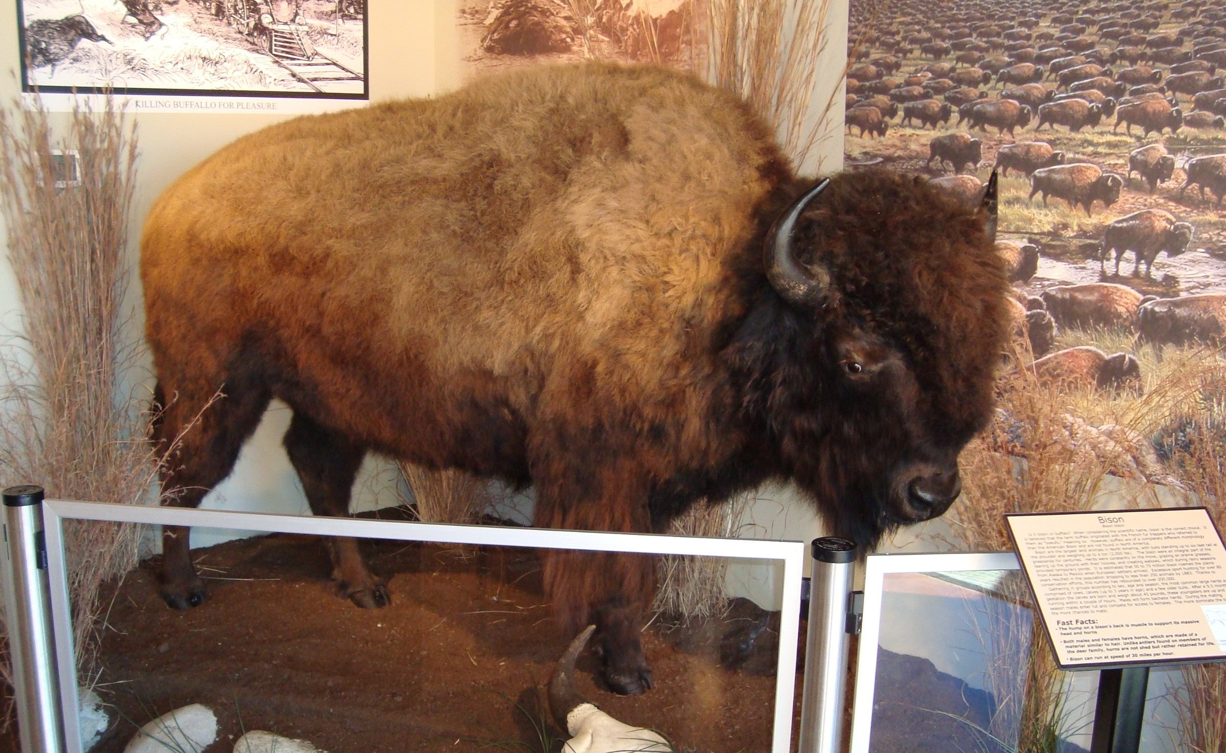 American Bison, Remington Nature Center