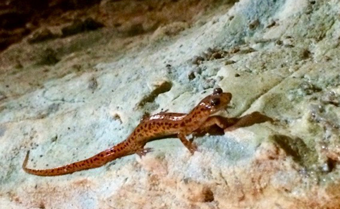 See the Wildlife at Stark Caverns