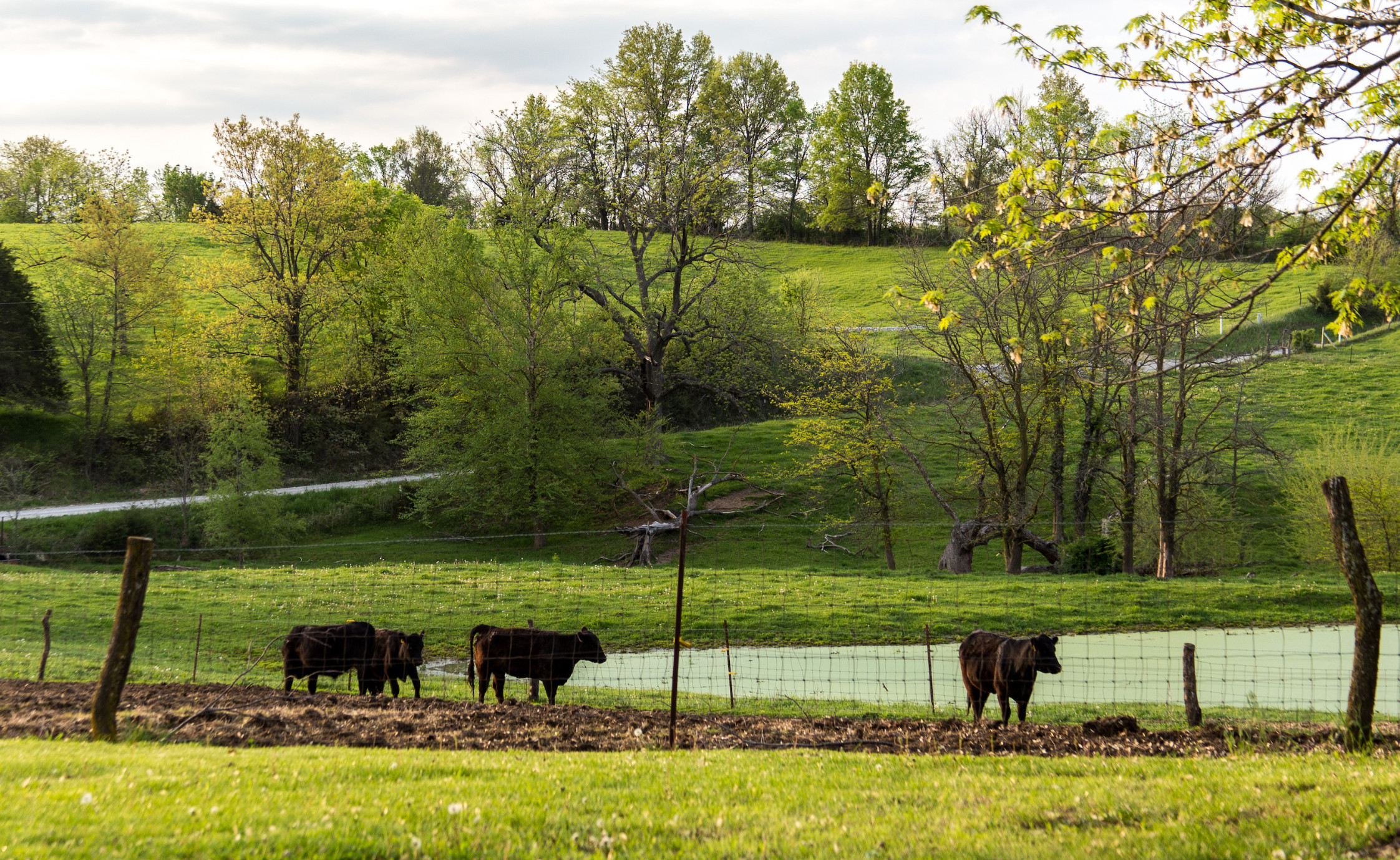 Tranquil pastural setting in the rolling hills of northern Missouri