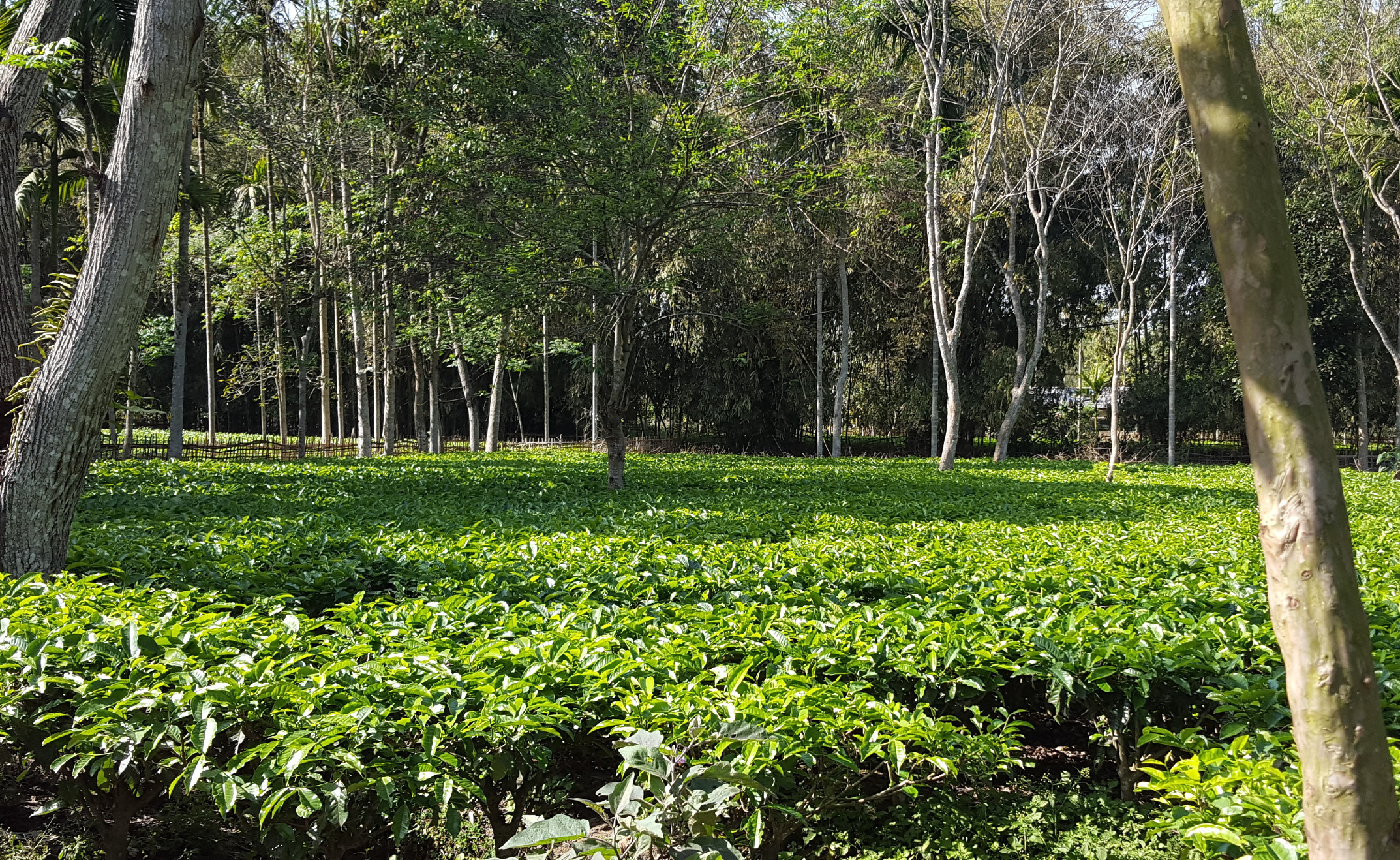 Tea farm in Dibrugarh India - supplies leaf for our iced tea