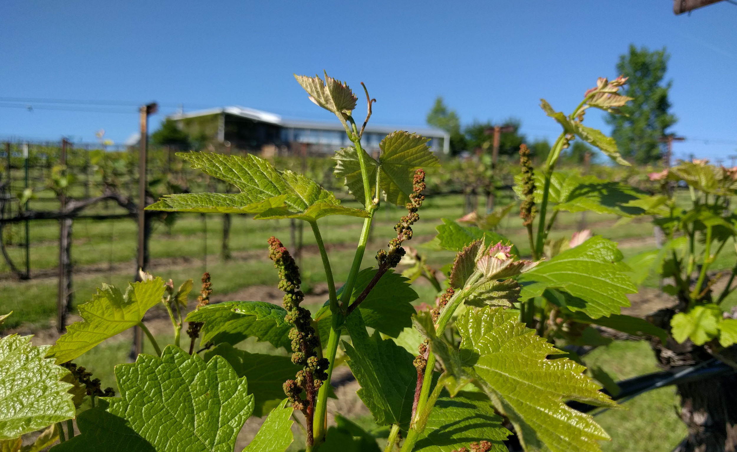 Our Vineyard Estate