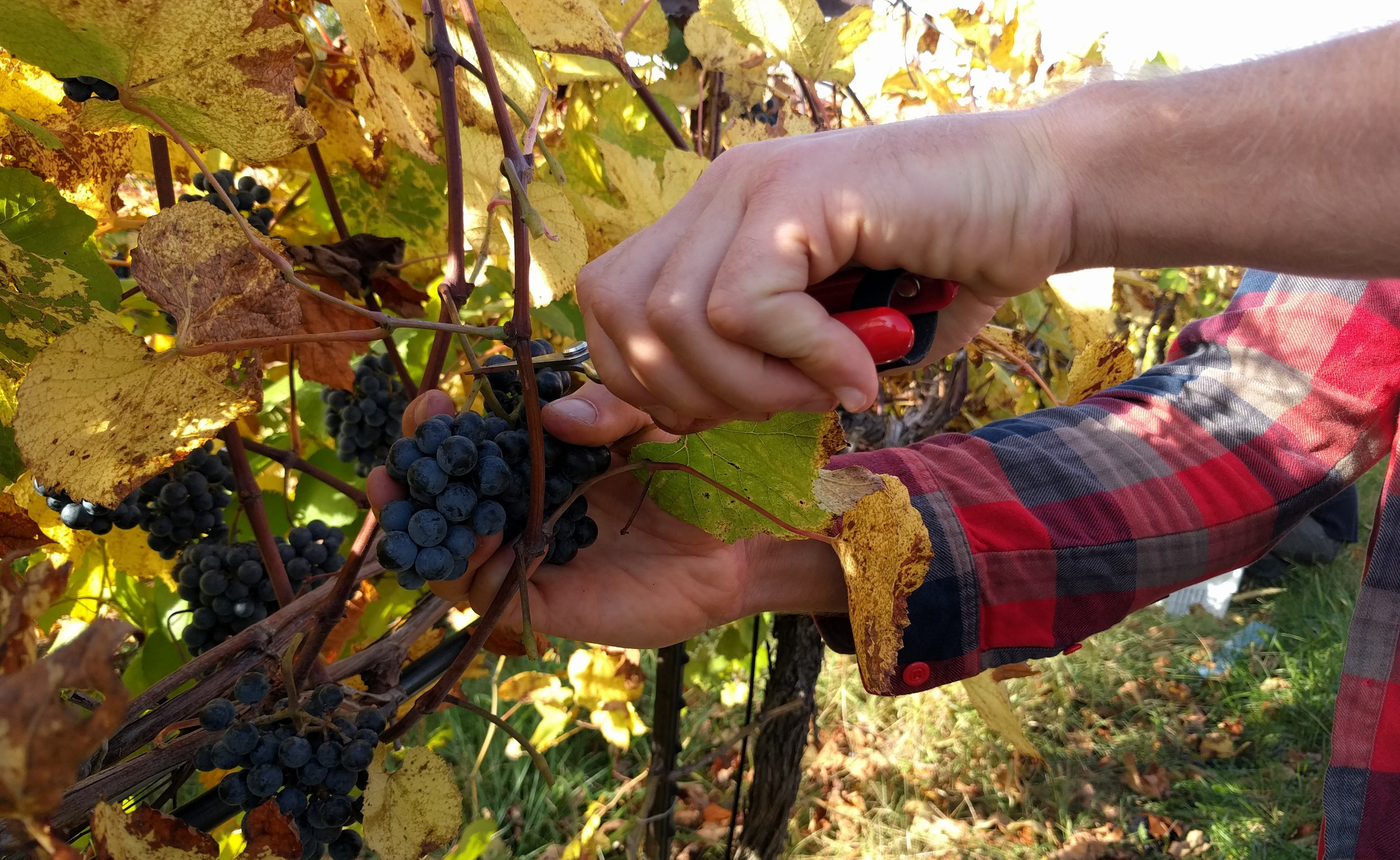 Harvesting Grapes