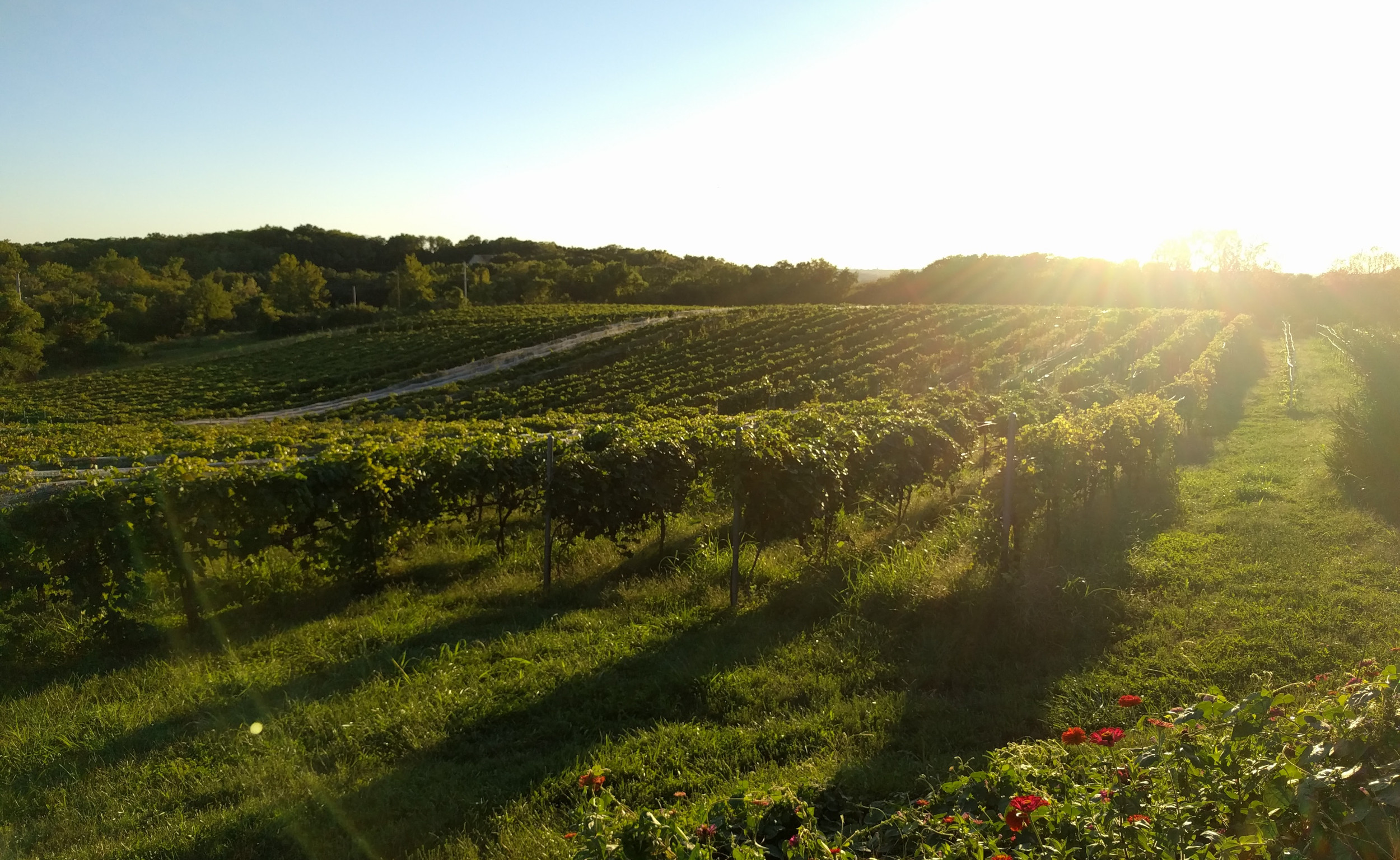 Vineyard at Sunset
