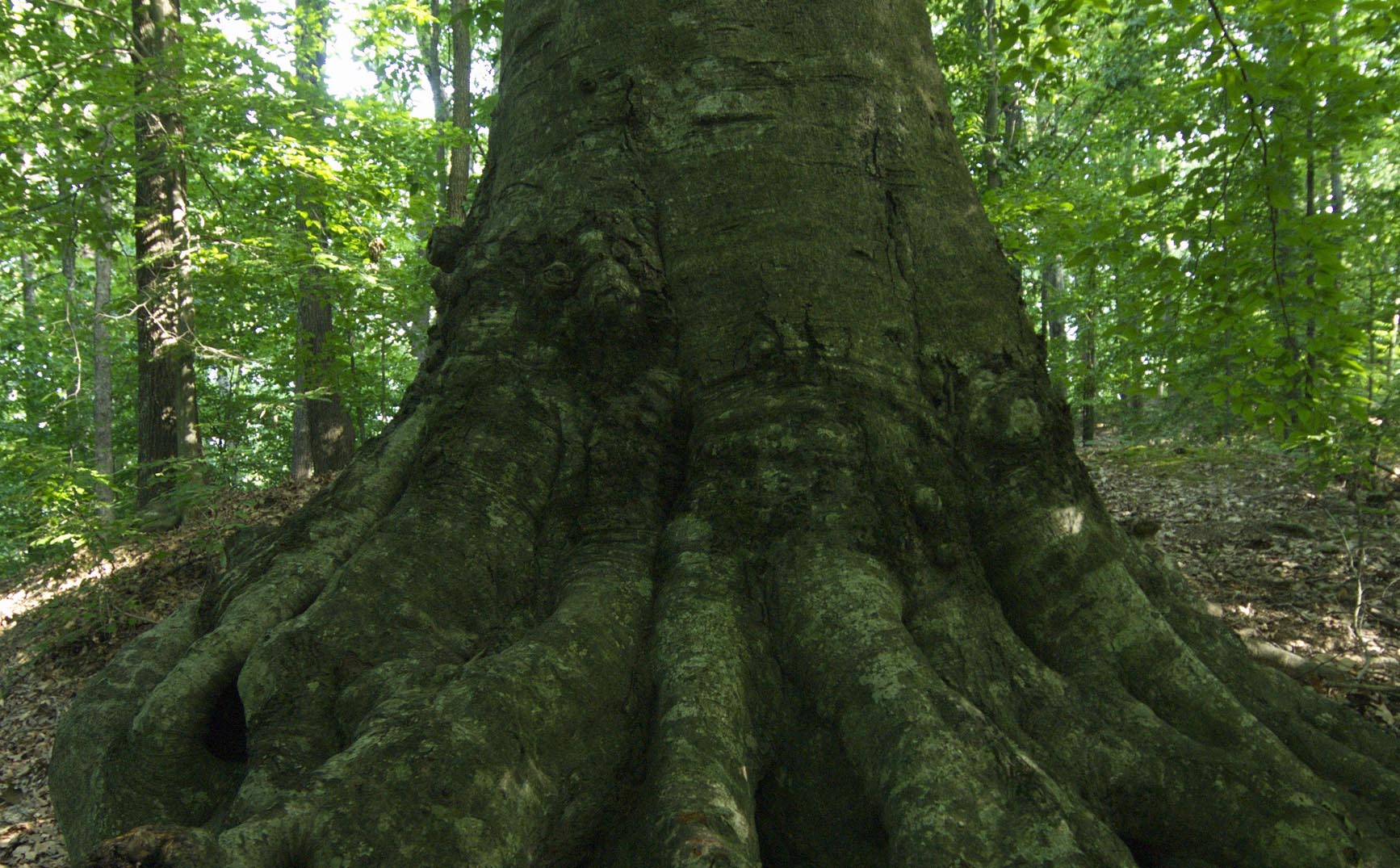 Morris State Park