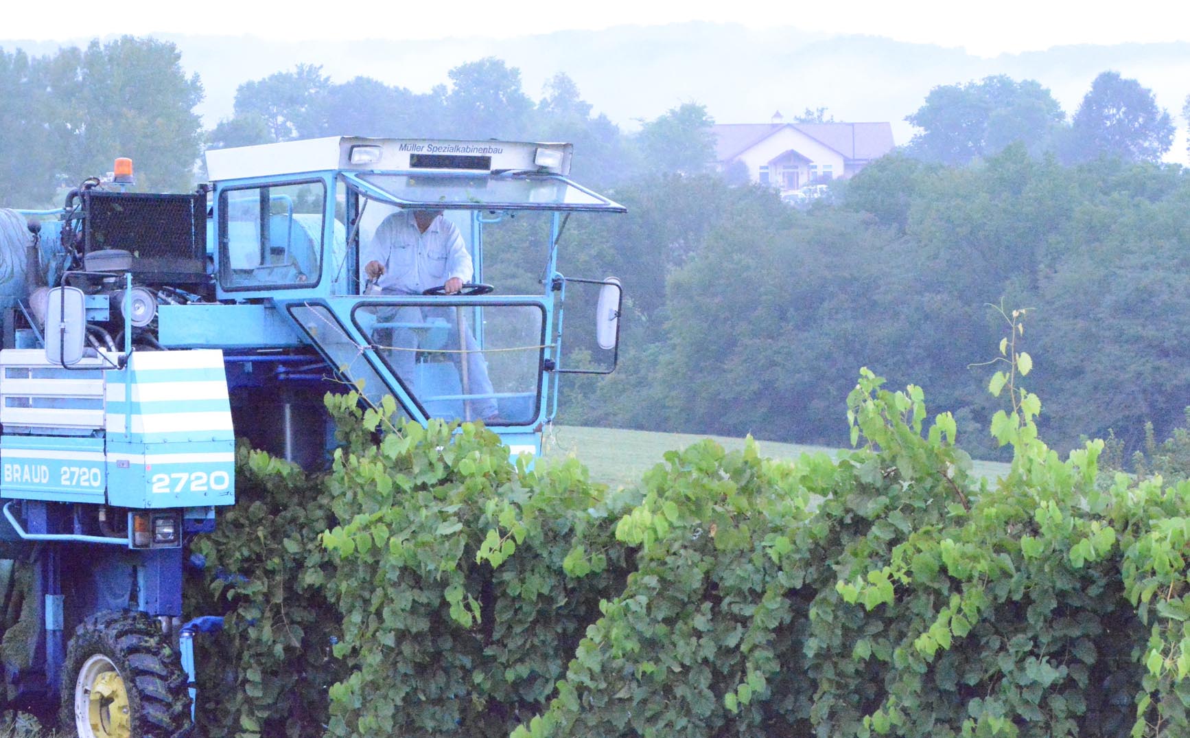 Harvest- estate vineyards