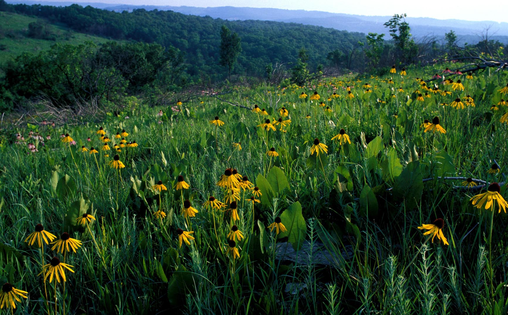 Ruth and Paul Henning Conservation Area