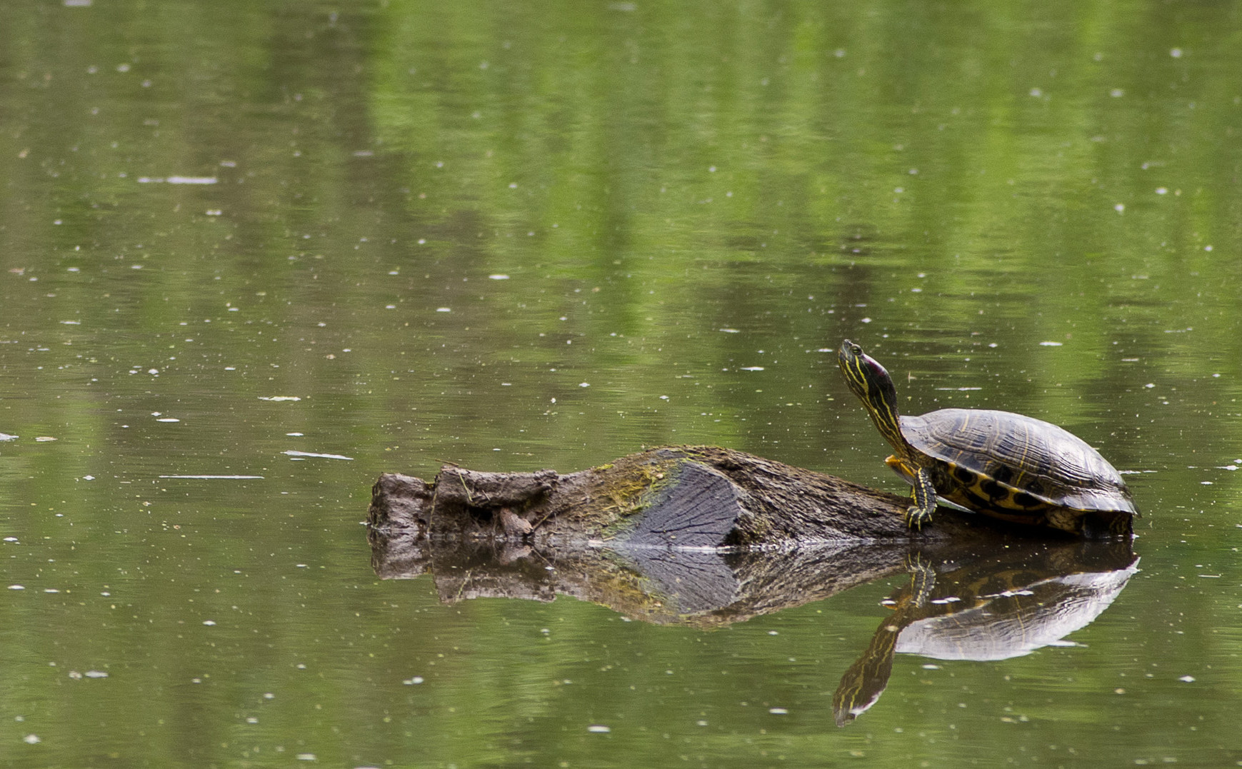 Springfield Conservation Nature Center Turtle