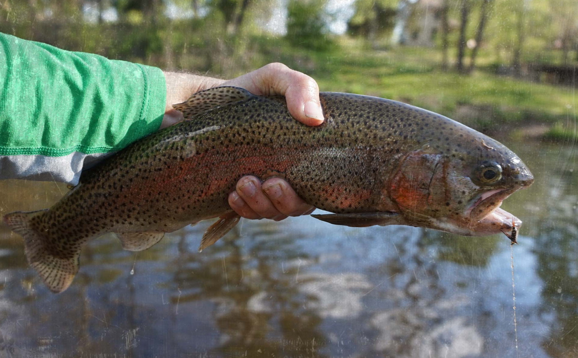 Trout