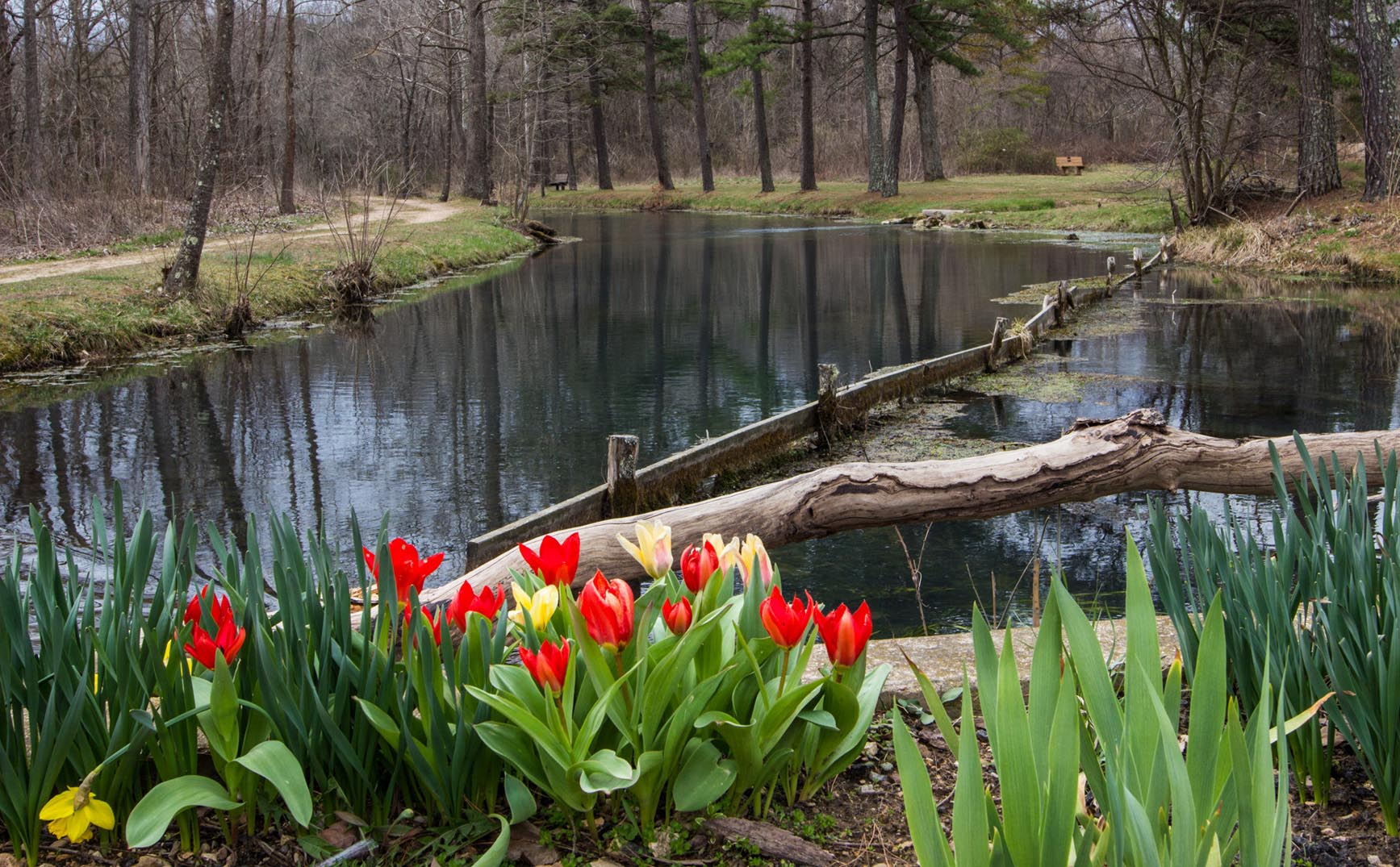 Spring Flowers