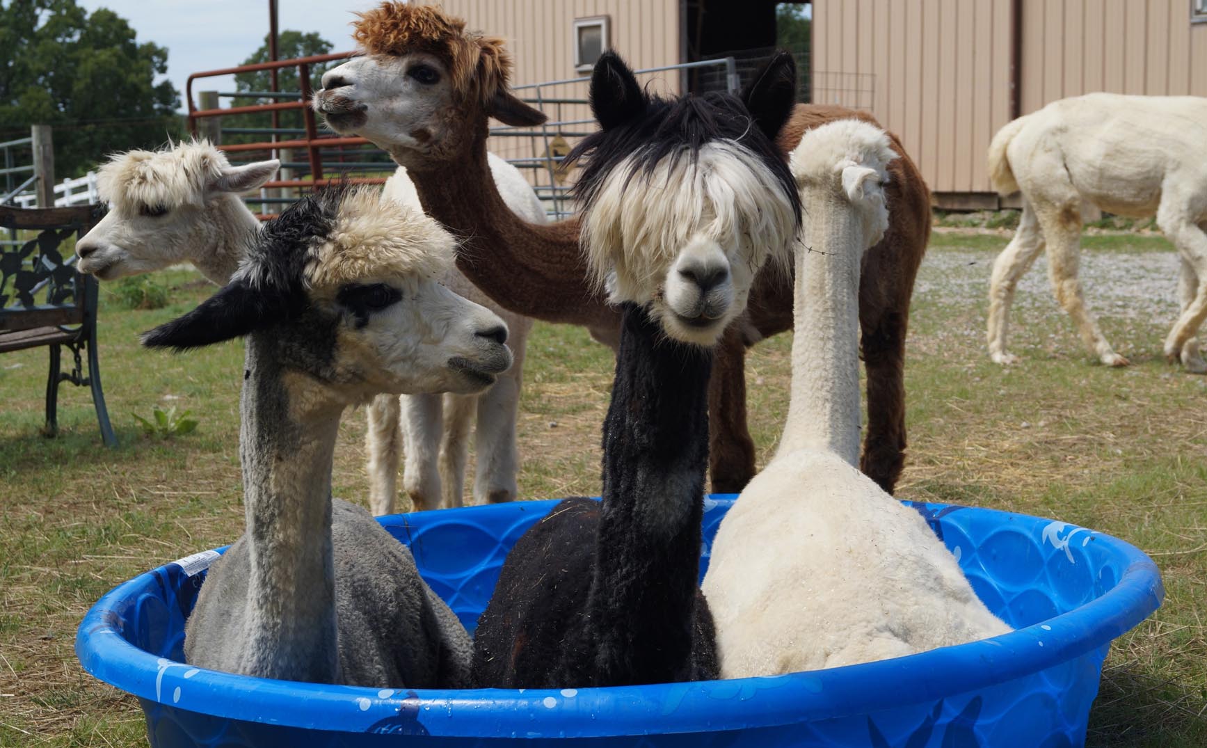 Bathing beauties at Whirlwind Ranch