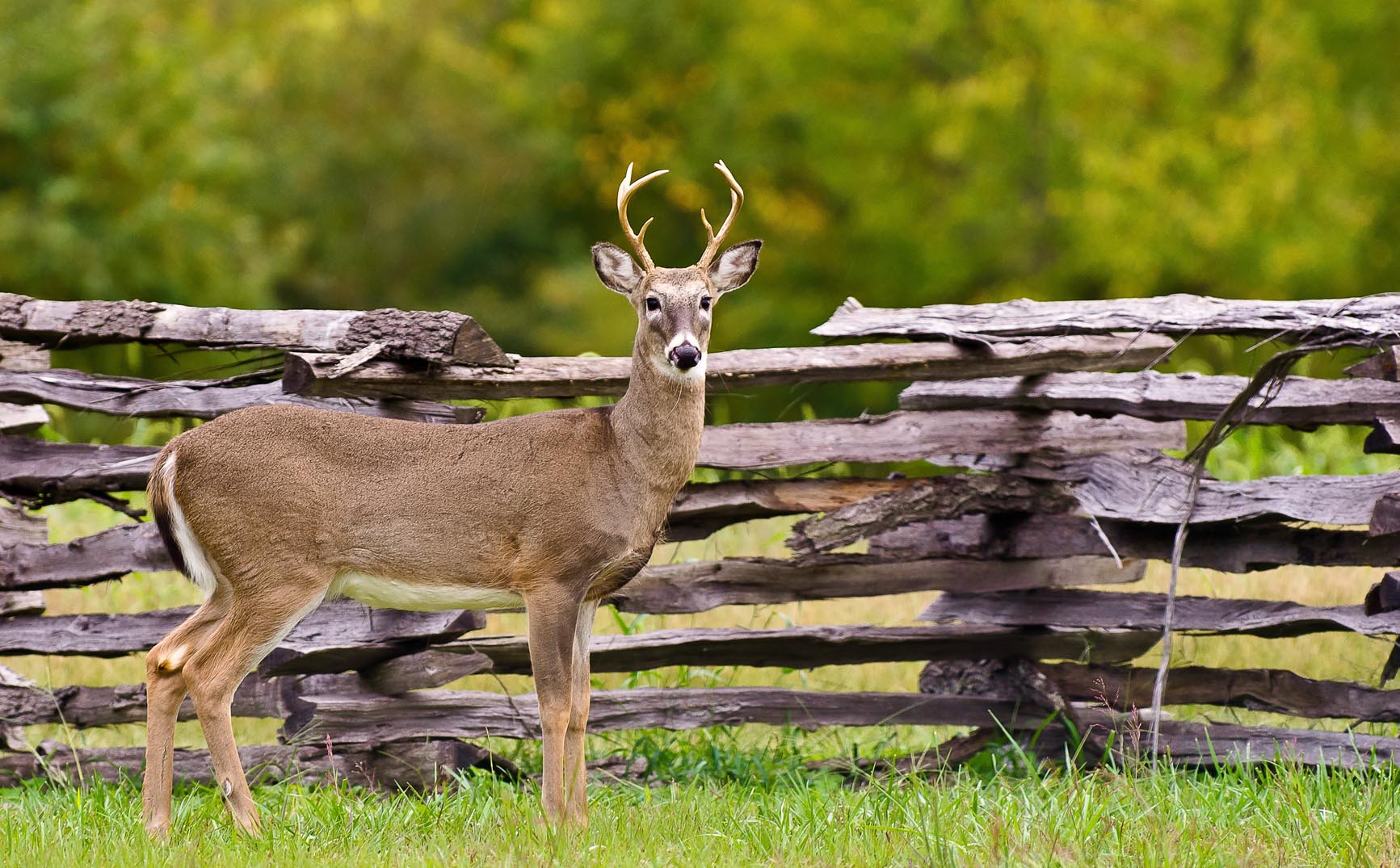 Wilsons Creek Whitetail Deer