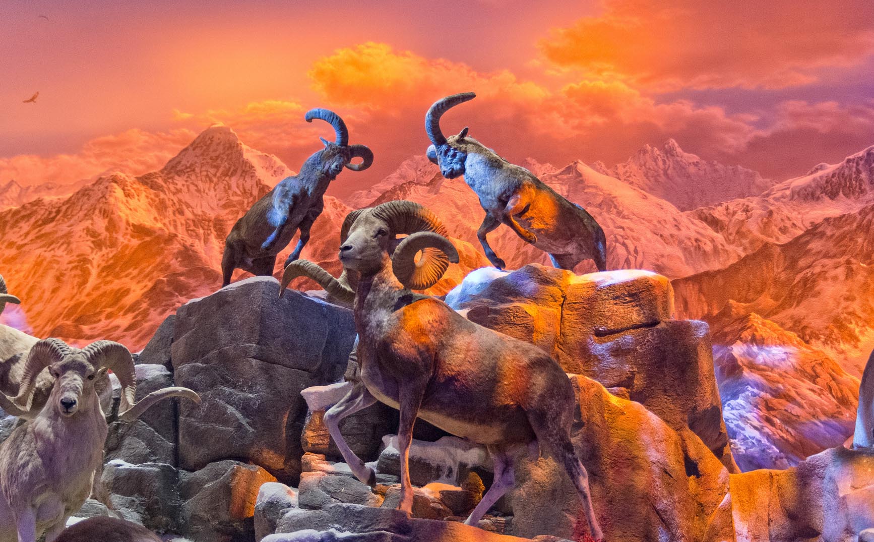 Sheep Mountain