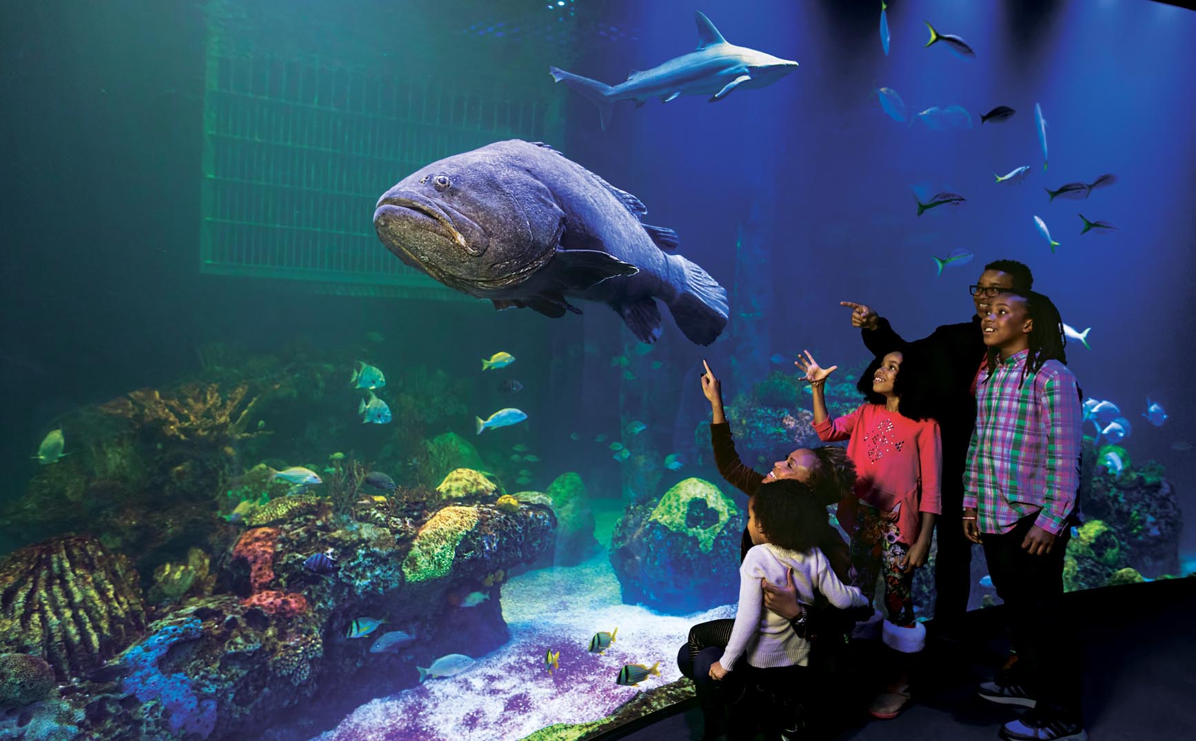 WOW-Family with Grouper