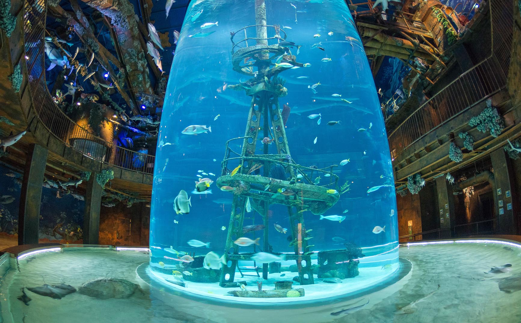 WOW Shipwreck Aquarium