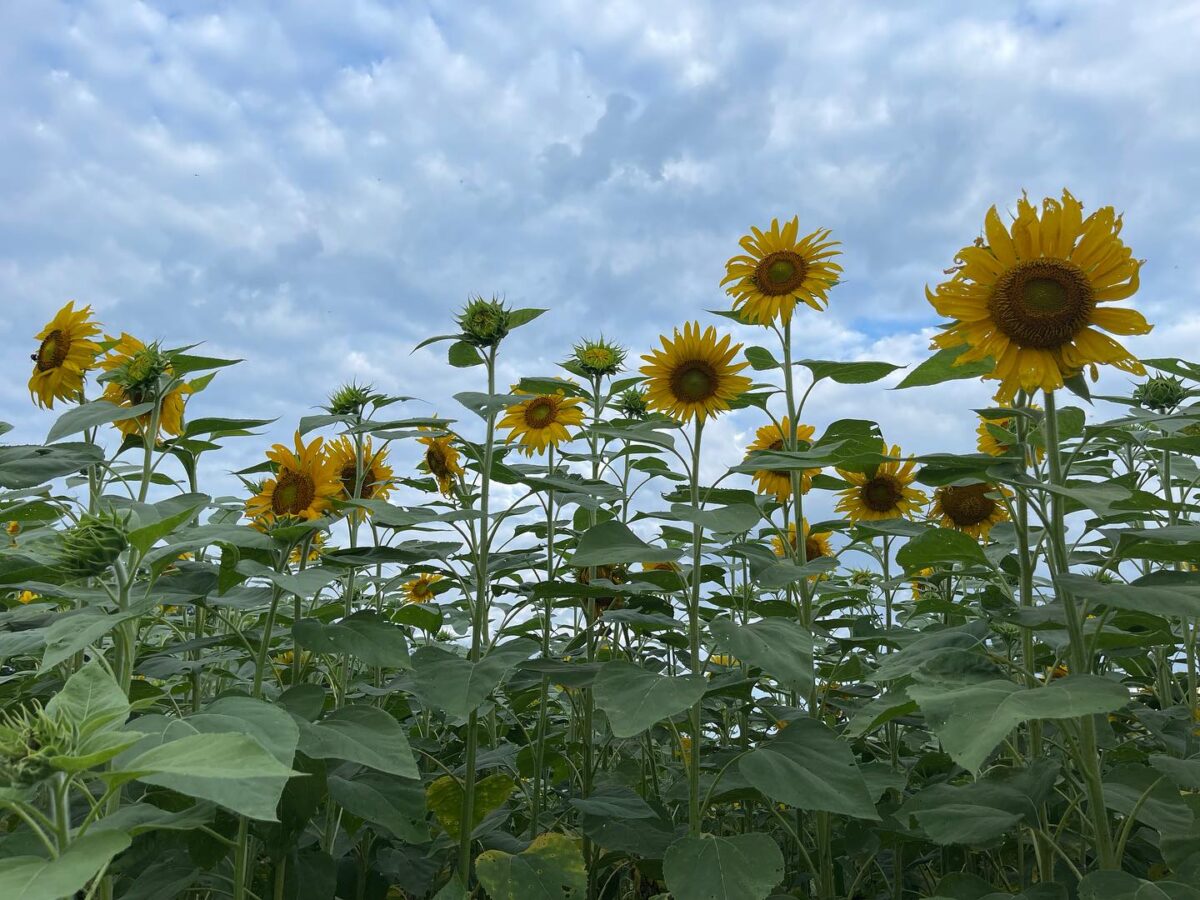 Sunflowers on a winery's property with a blue sky in the background