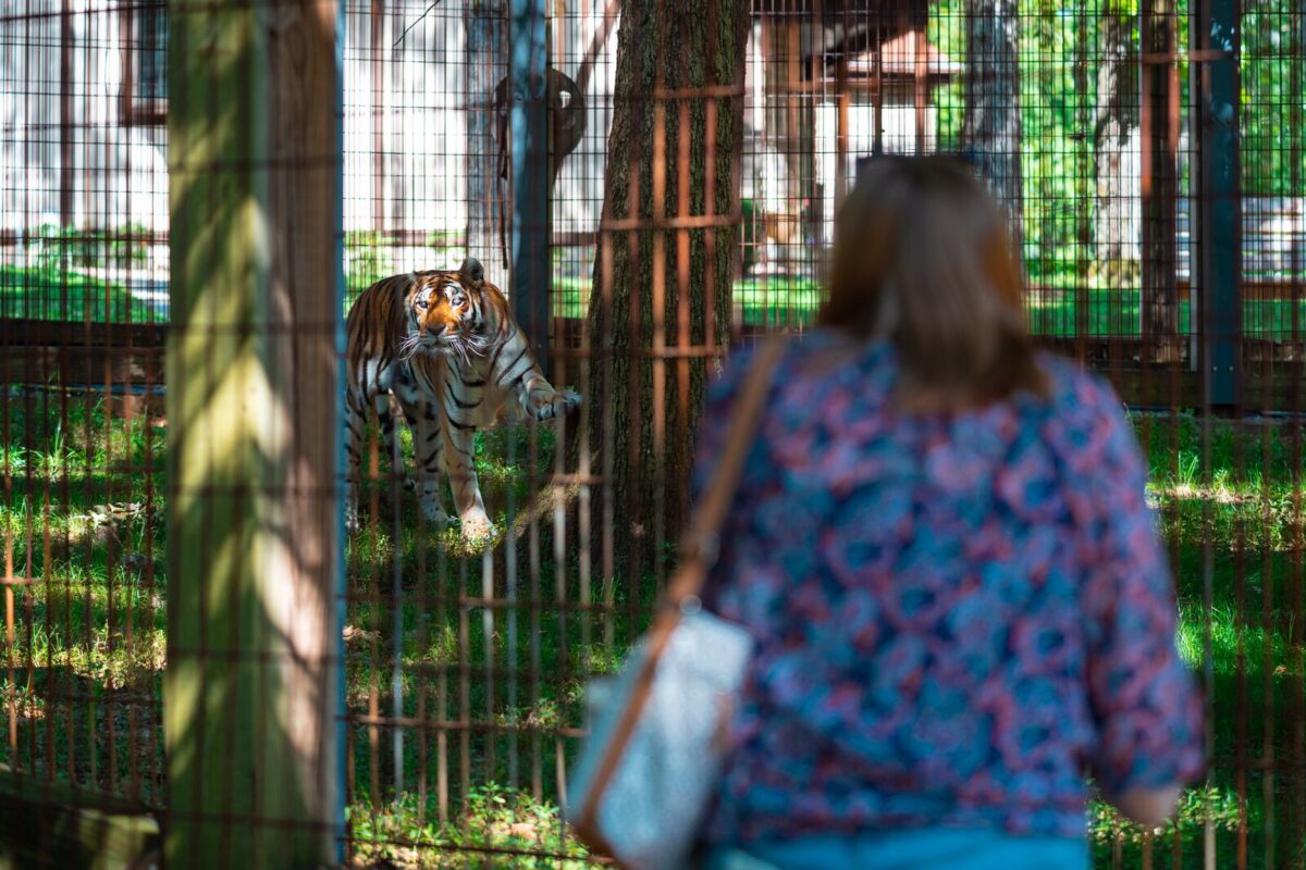 A woman stands facing a tiger enclosure at a wildlife sanctuary, observing a tiger as it walks through its wooded habitat behind a metal fence. 