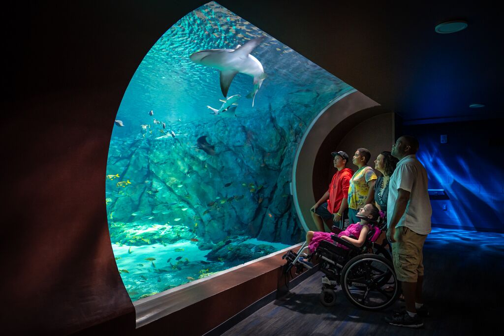 A family of two adults and three children, including a girl in a wheelchair, watch a shark and other marine life at the St. Louis Aquarium.