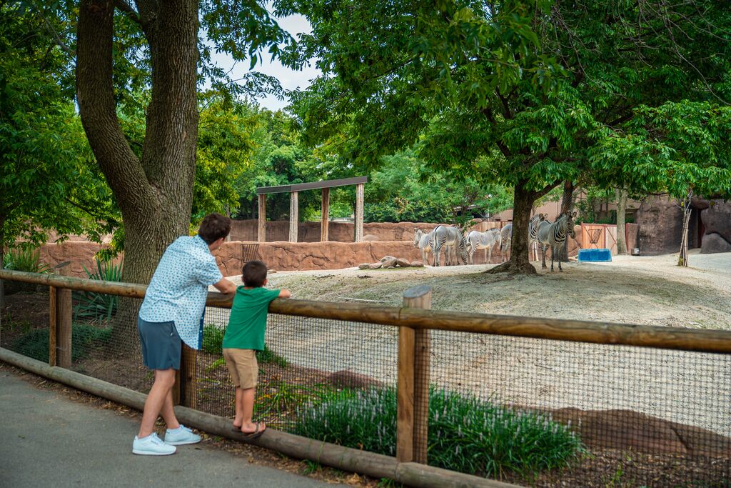 A man and a young boy watch a group of zebras at the Saint Louis Zoo.
