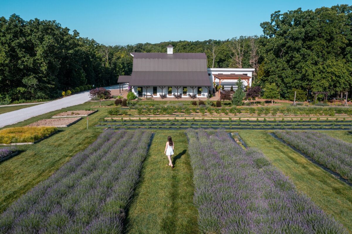 person walks amongst rows of lavender with a shop located in the background. 