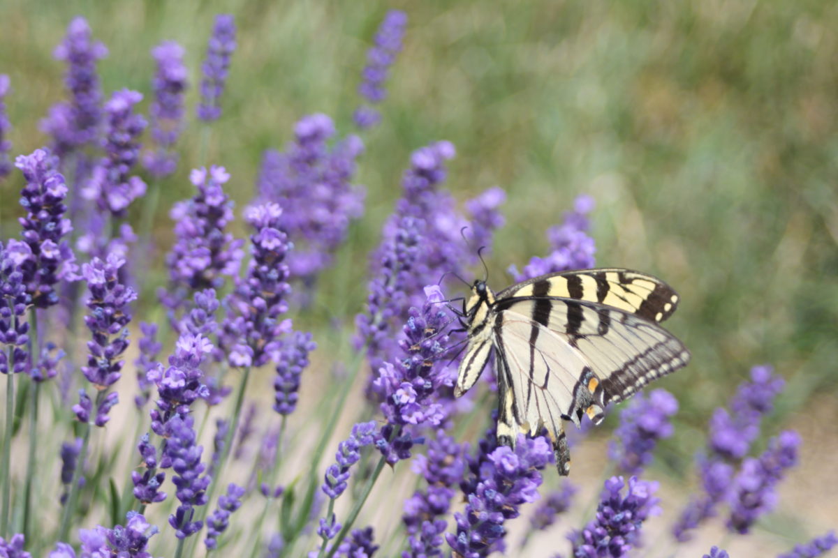 A butterfly lights on a lavender bloom.