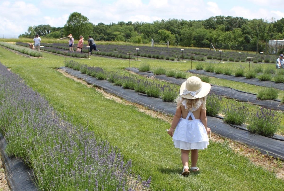 A child in a dress and a hat walking among lavender in bloom.