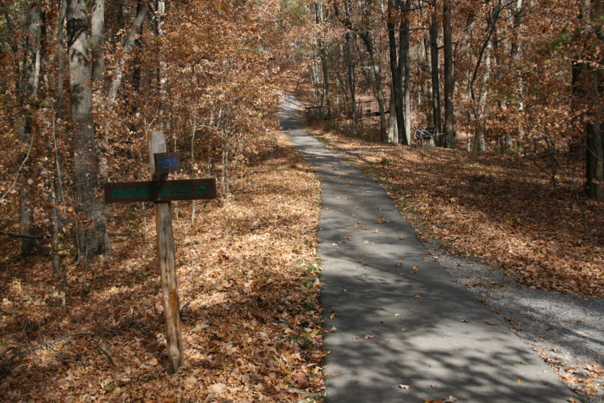 A paved path near trees in the autumn.