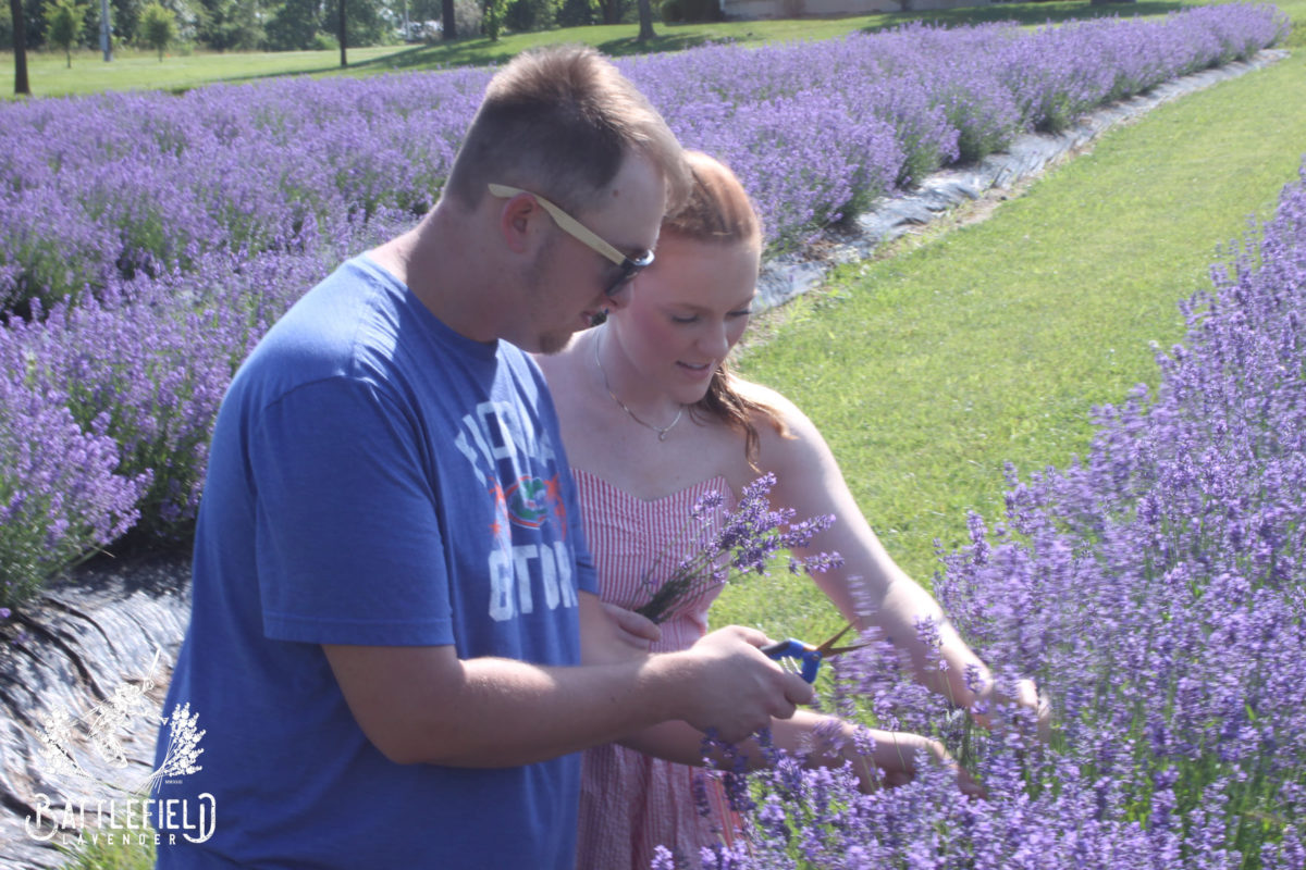 Two people look at lavender in a field.